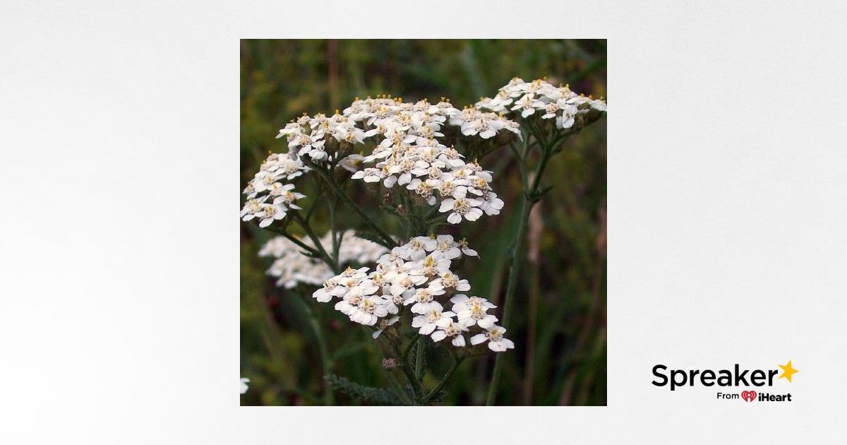 Show 51: Herbs for Bleeding and The Oak Family