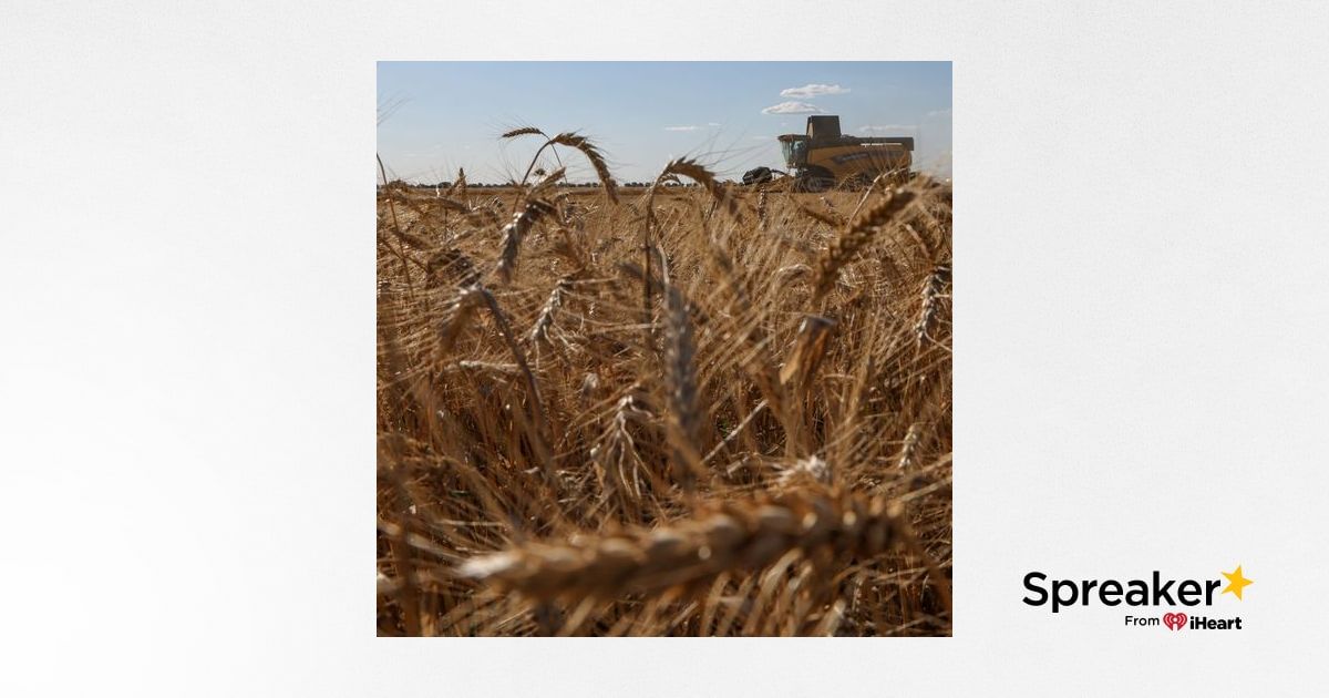 Lo que no sabías del cereal español: de la pasta italiana con trigo ...