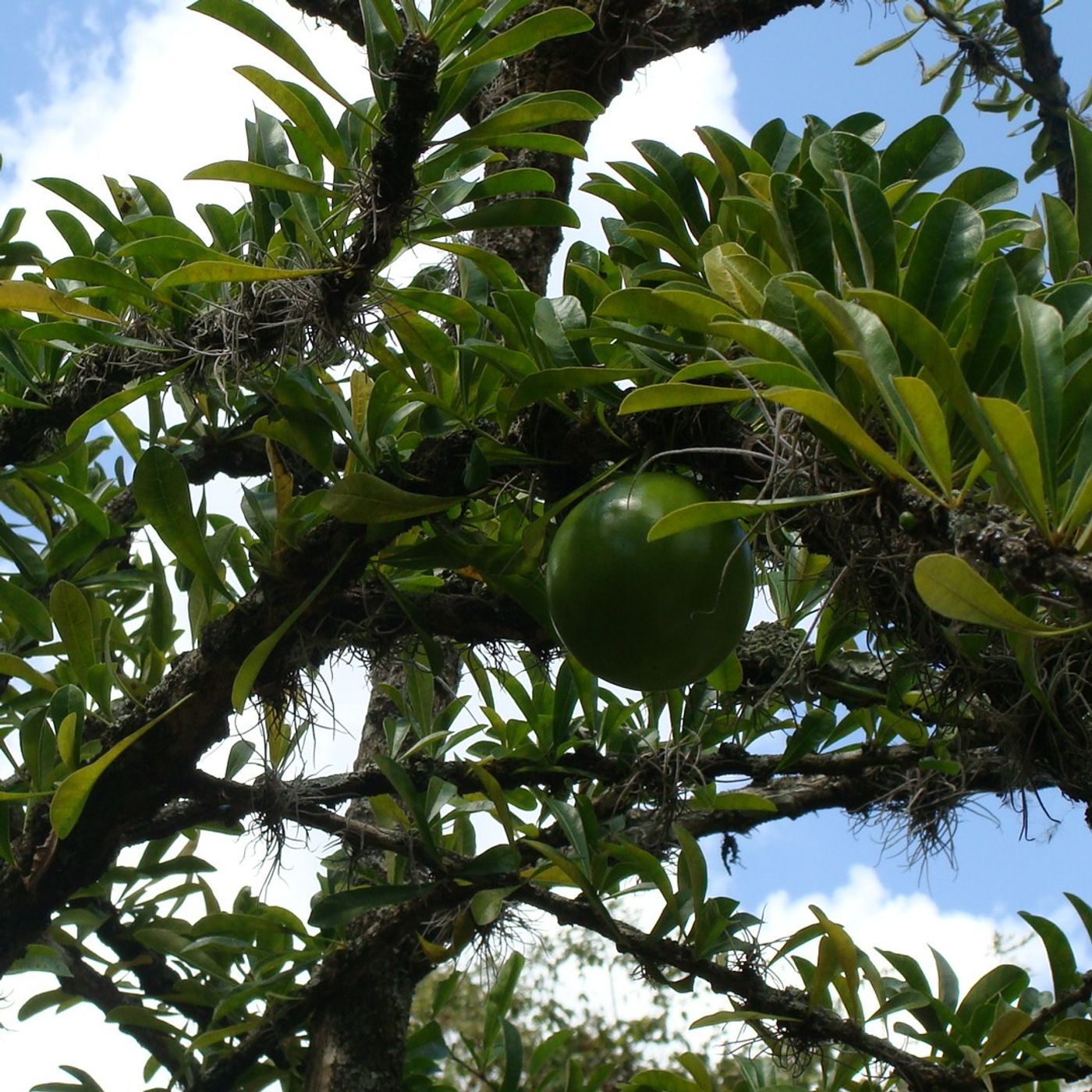 El Taparo es el árbol emblemático del Municipio Antolin del Campo, conoce más... (+Audio)