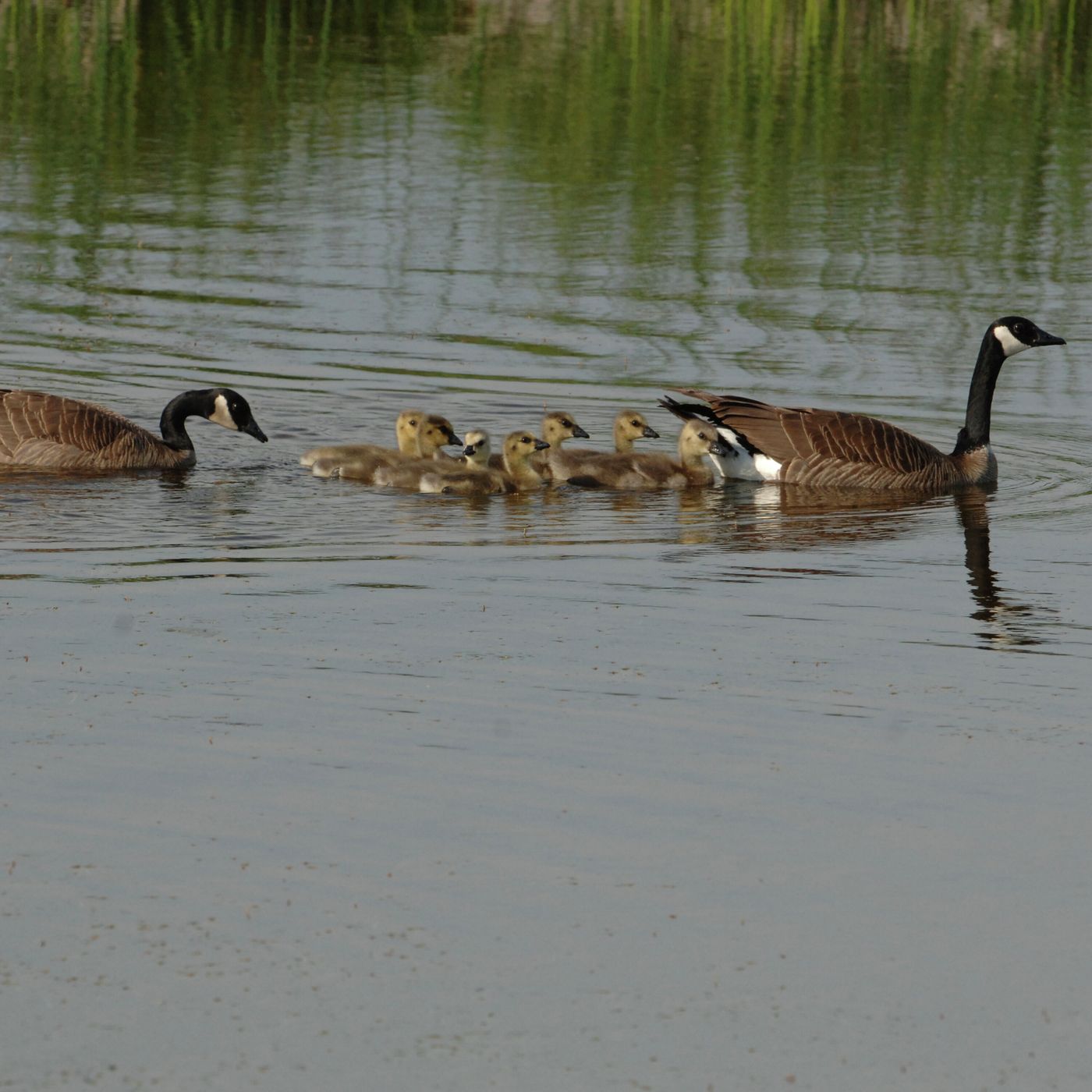 Cómo obra Dios Cómo obra Dios