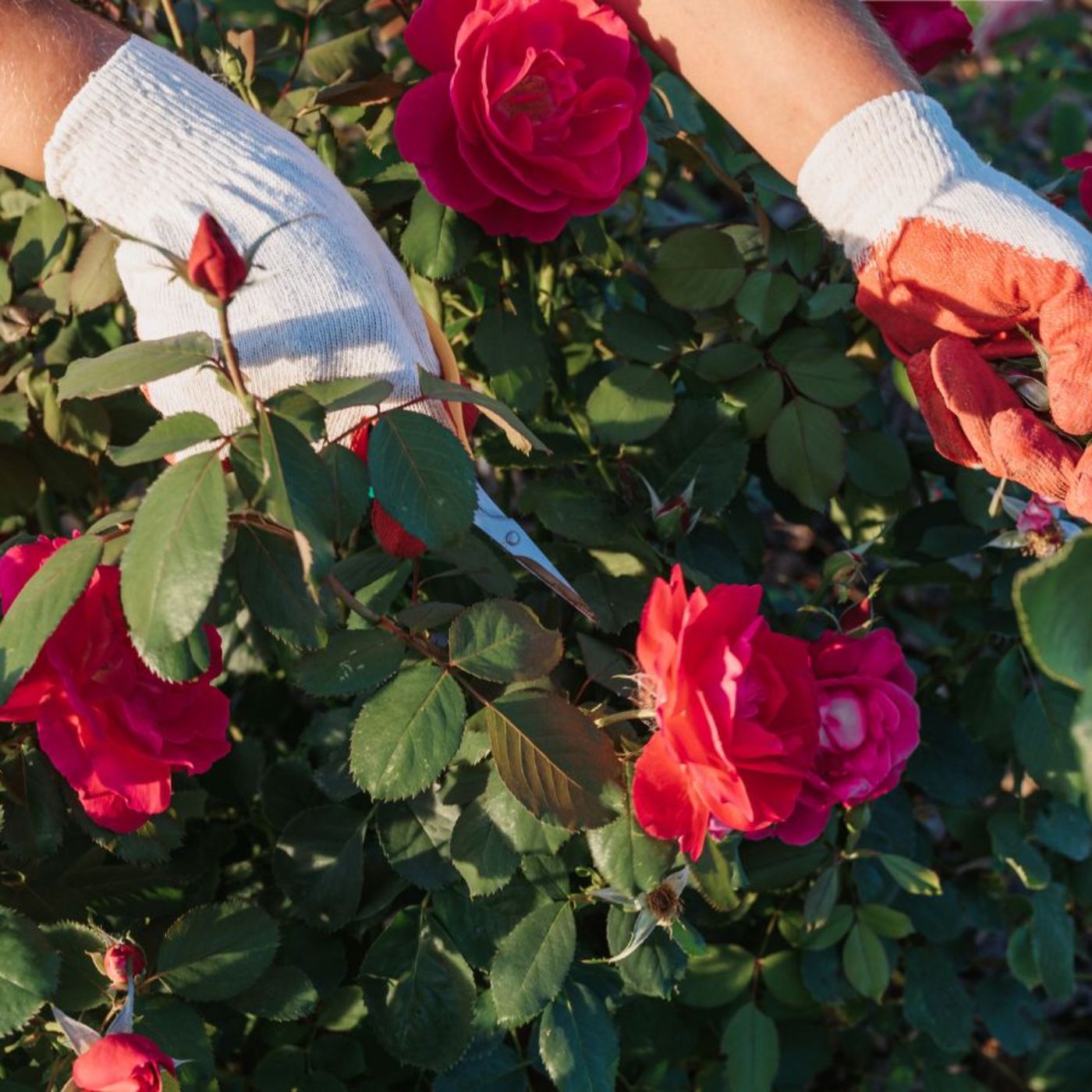 Gärtner Norbert Seeger mit Tipps zur Rosenzucht