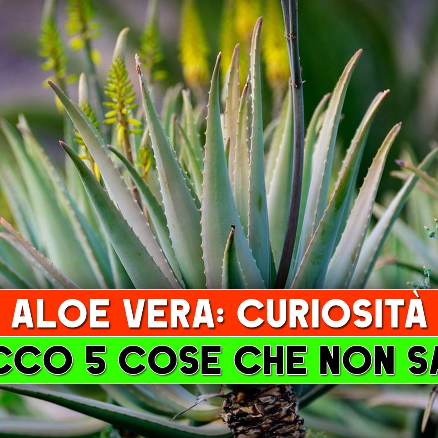 Aloe Vera, Curiosità: Ecco 5 Cose Che Non Sai! episode artwork