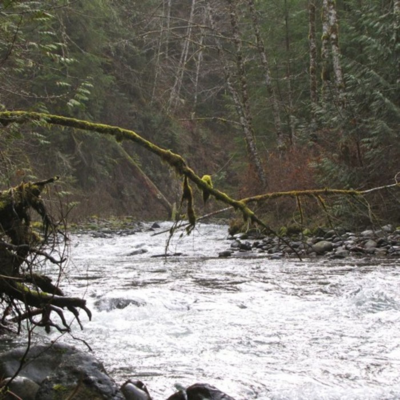 Legislation Revived To Protect 126,000 Acres Of Olympic Peninsula episode artwork