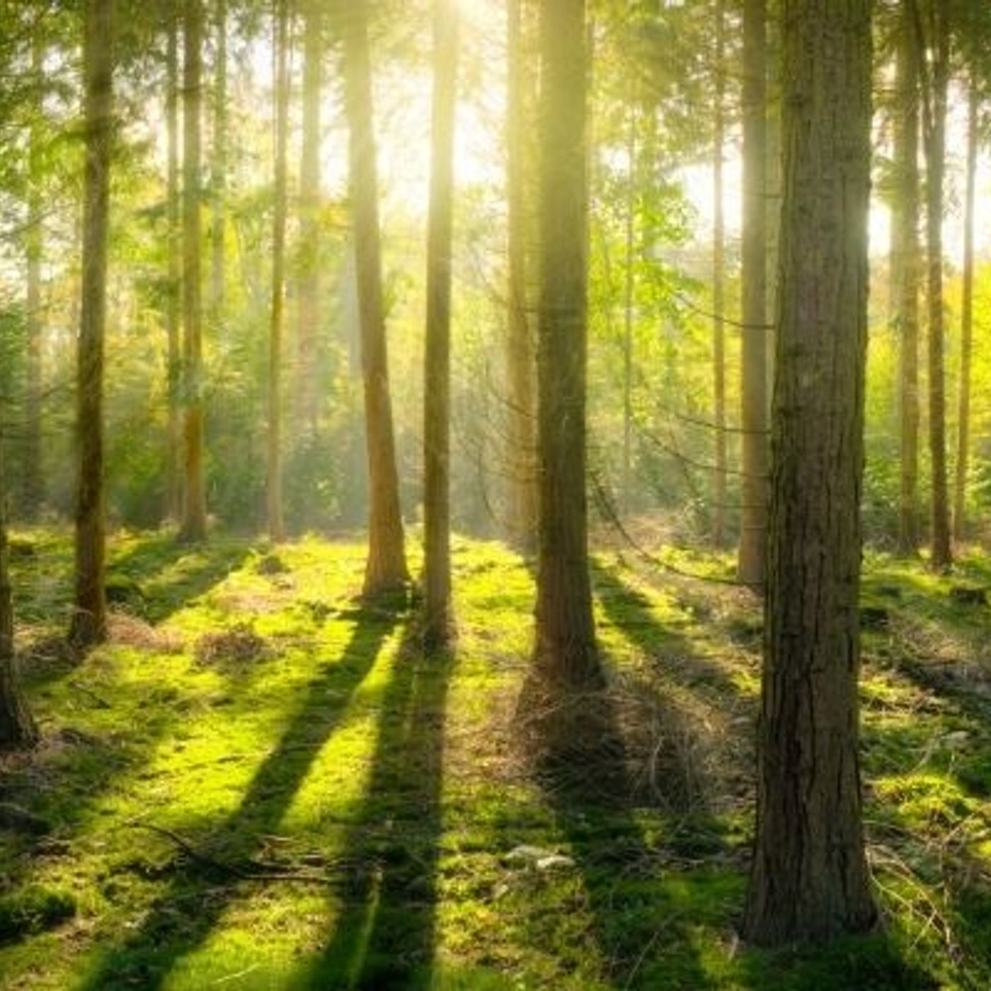 En Allemagne, les forêts du souvenir pour faire fleurir nos morts episode artwork
