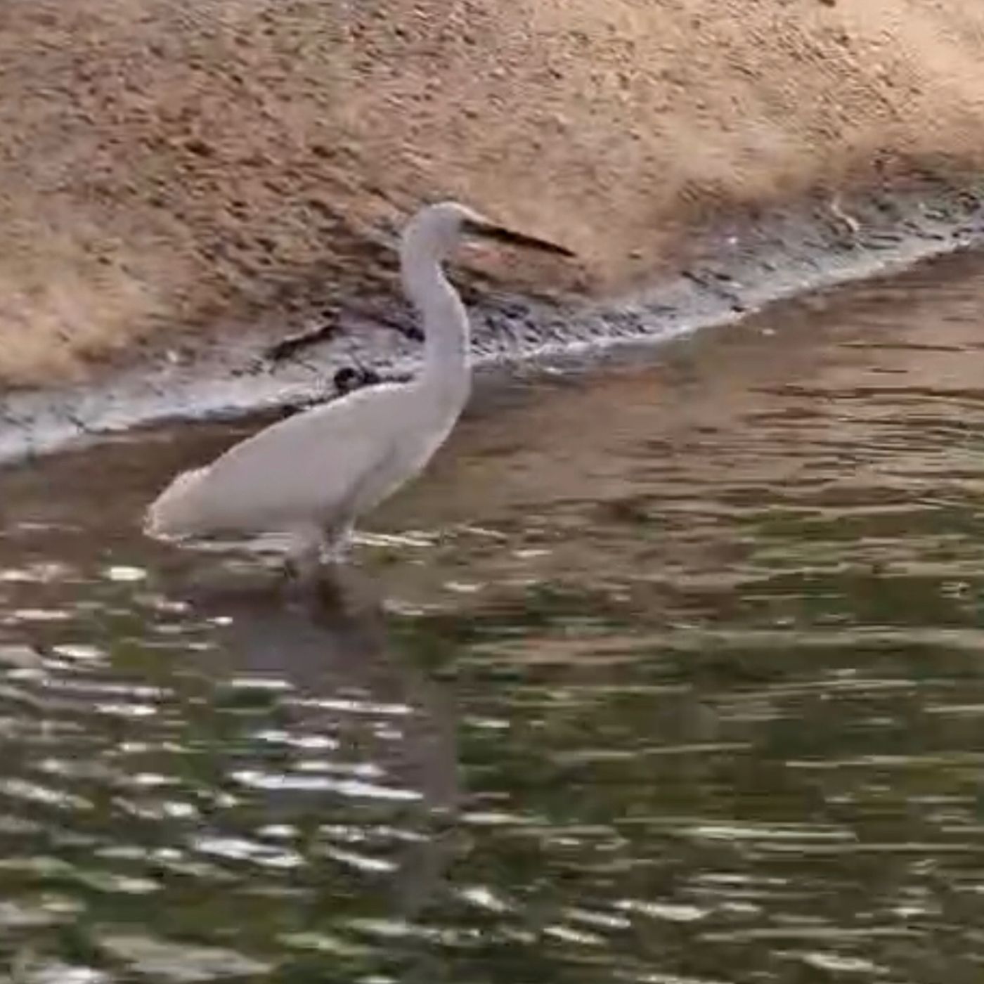 LA NIÑA PIRULETA Y LA GARCETA SOLE