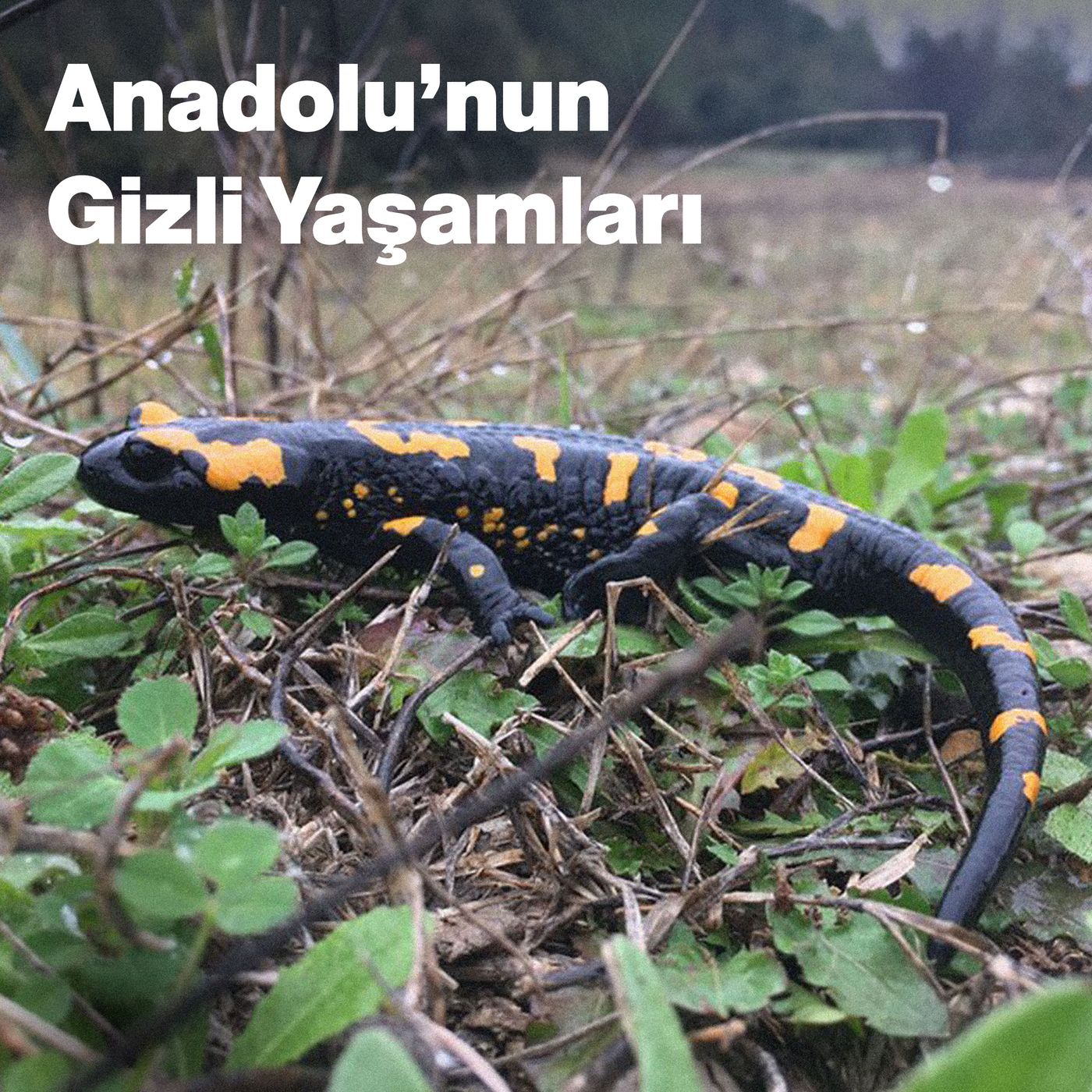 Anadolu'nun Gizli Yaşamları episode artwork