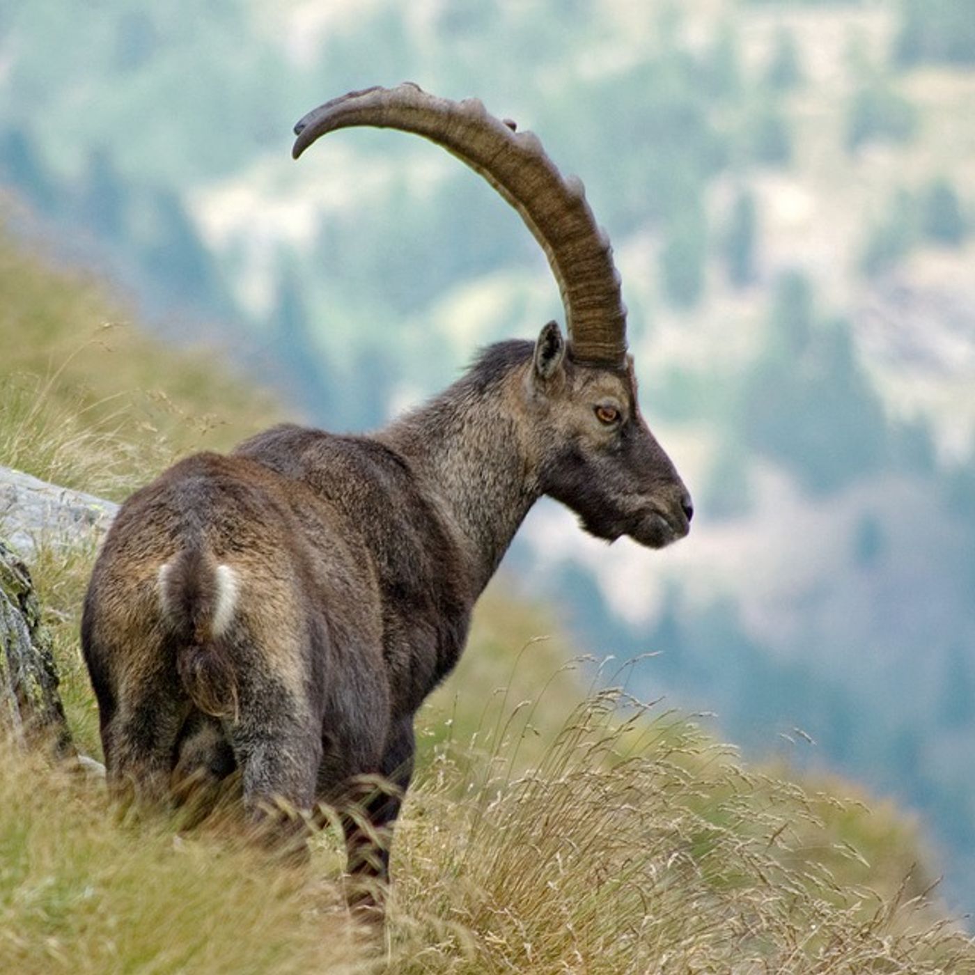 Dizionario della Montagna, P come Parchi episode artwork