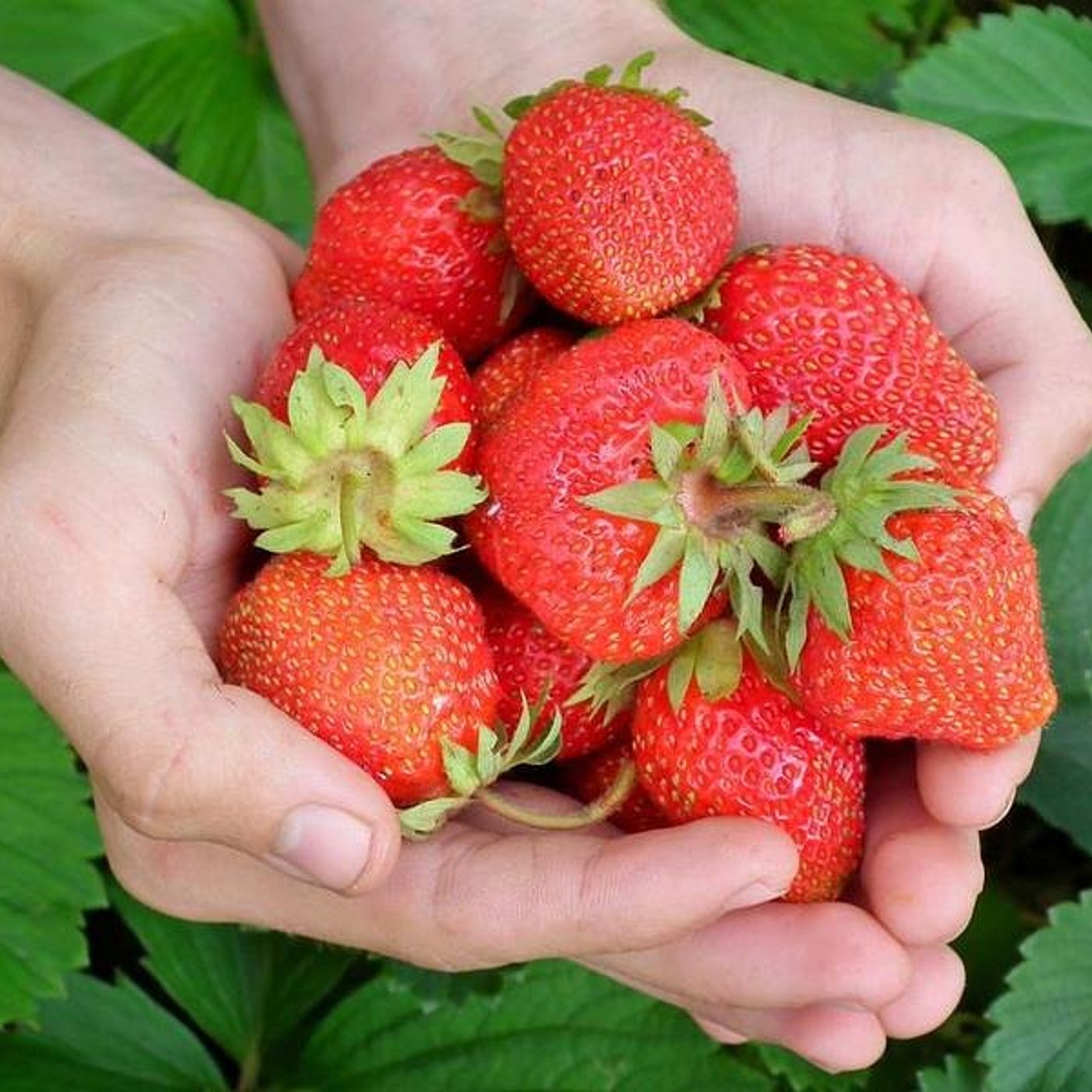 Down the Garden Path: Planning for growing strawberries next year episode artwork