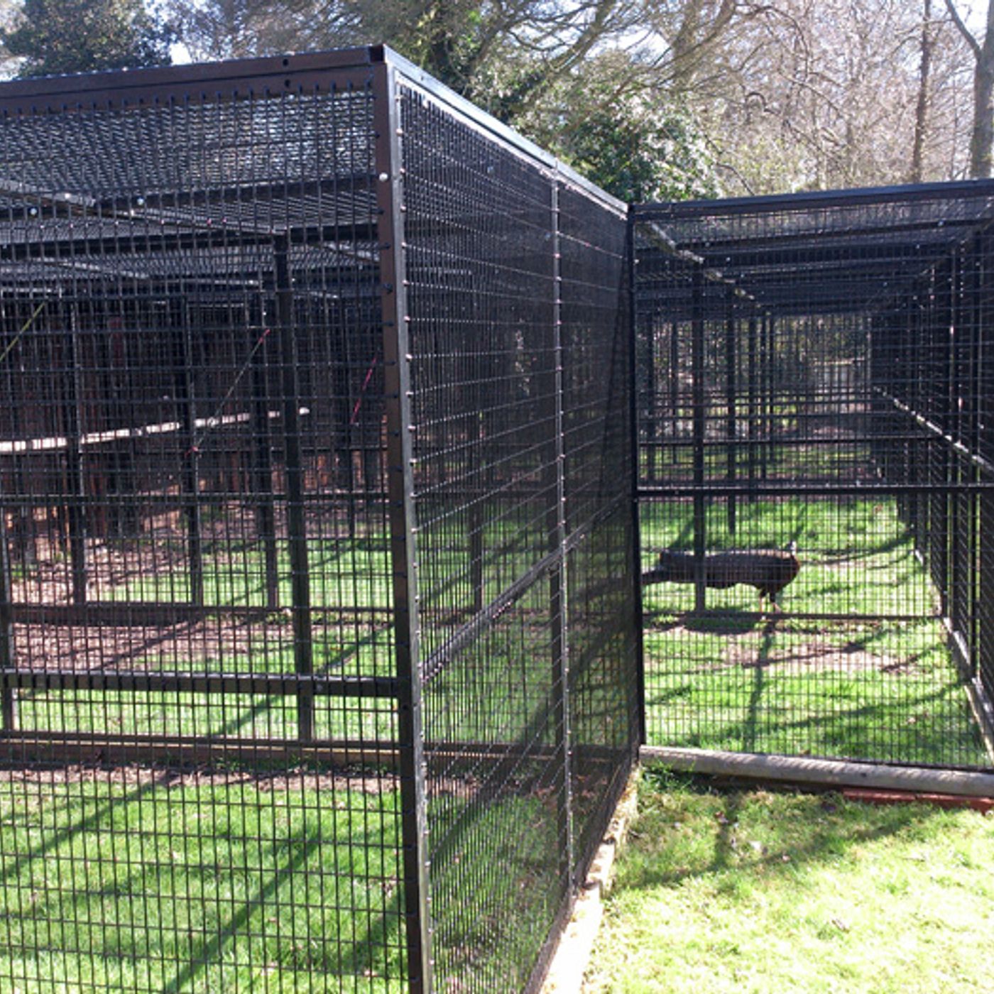 Caged Animals episode artwork