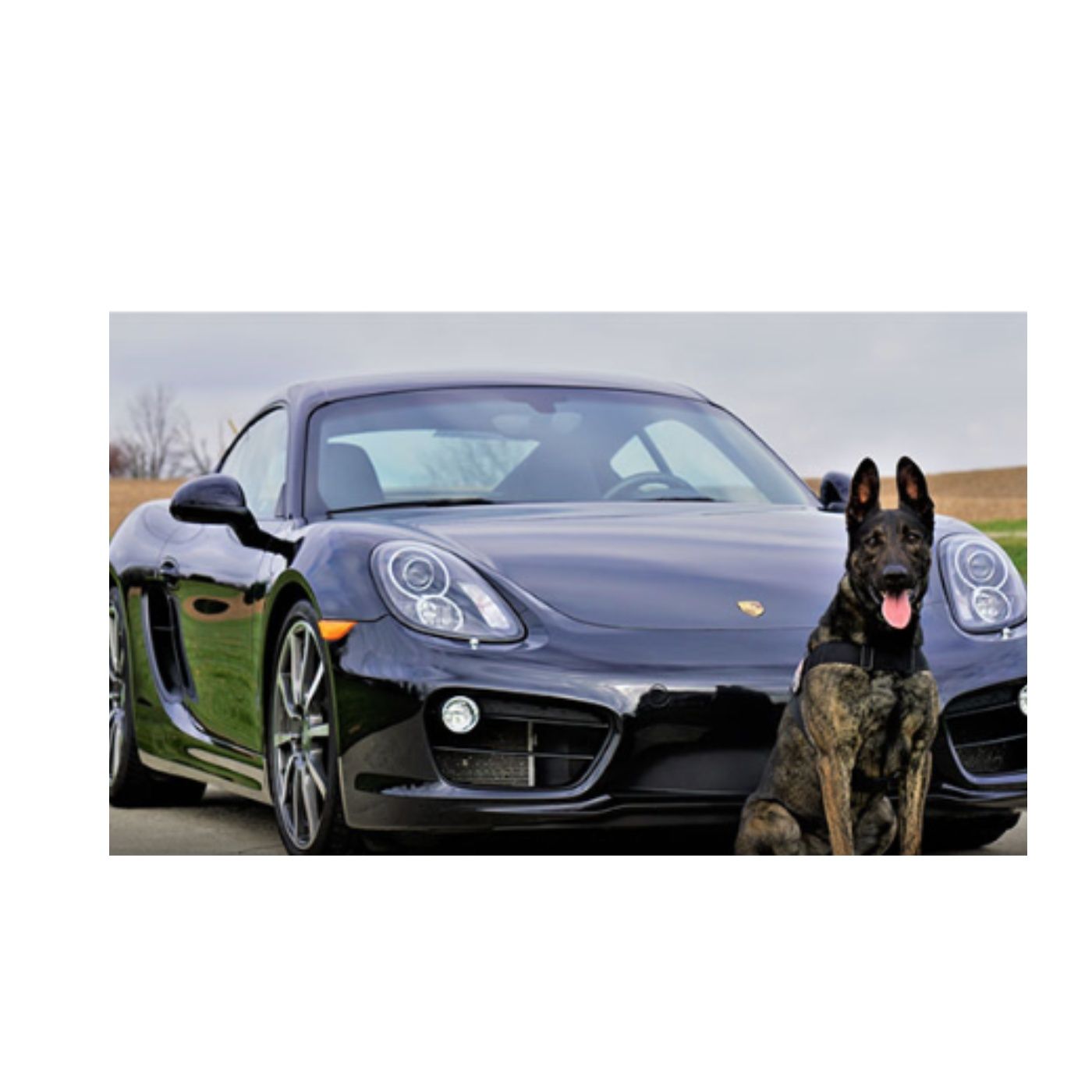 Exploring Different Types of Dog Breeds podcast artwork