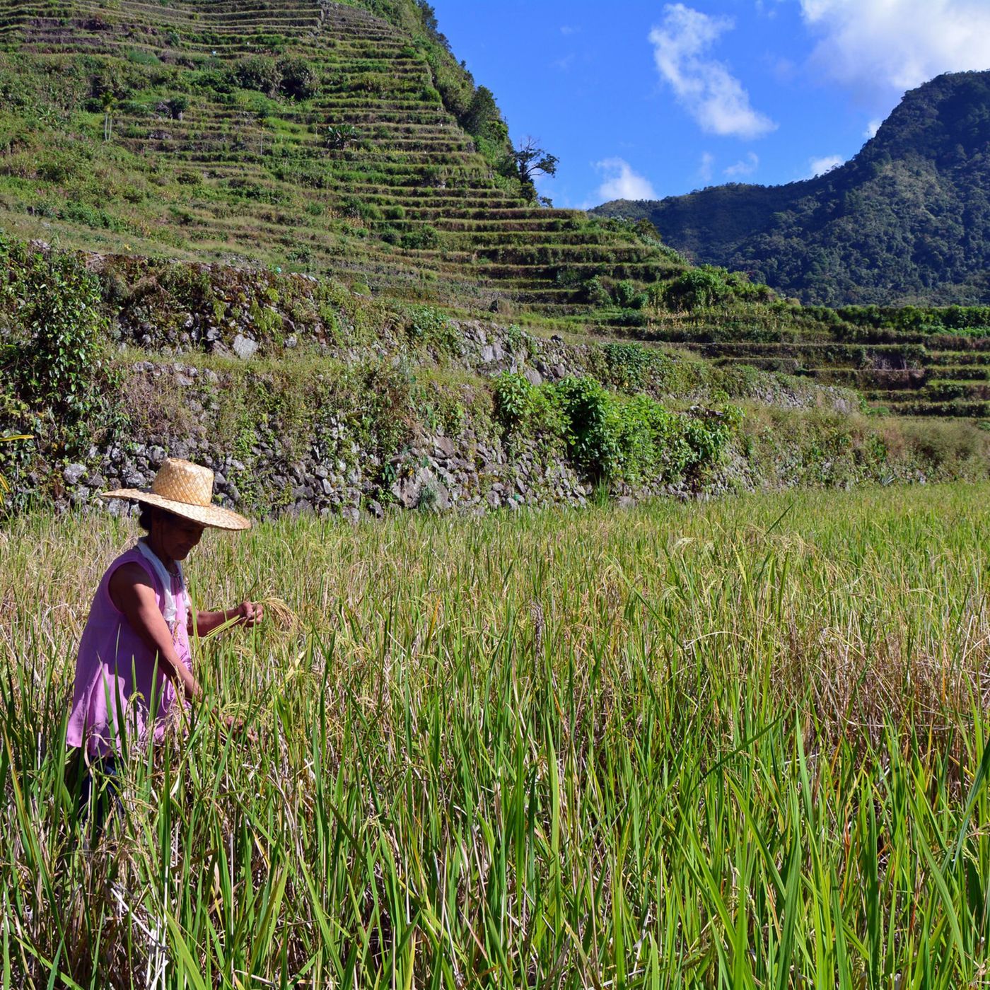 Iniciativa da FAO apoia pescadores e agricultores nas Filipinas contra tufões