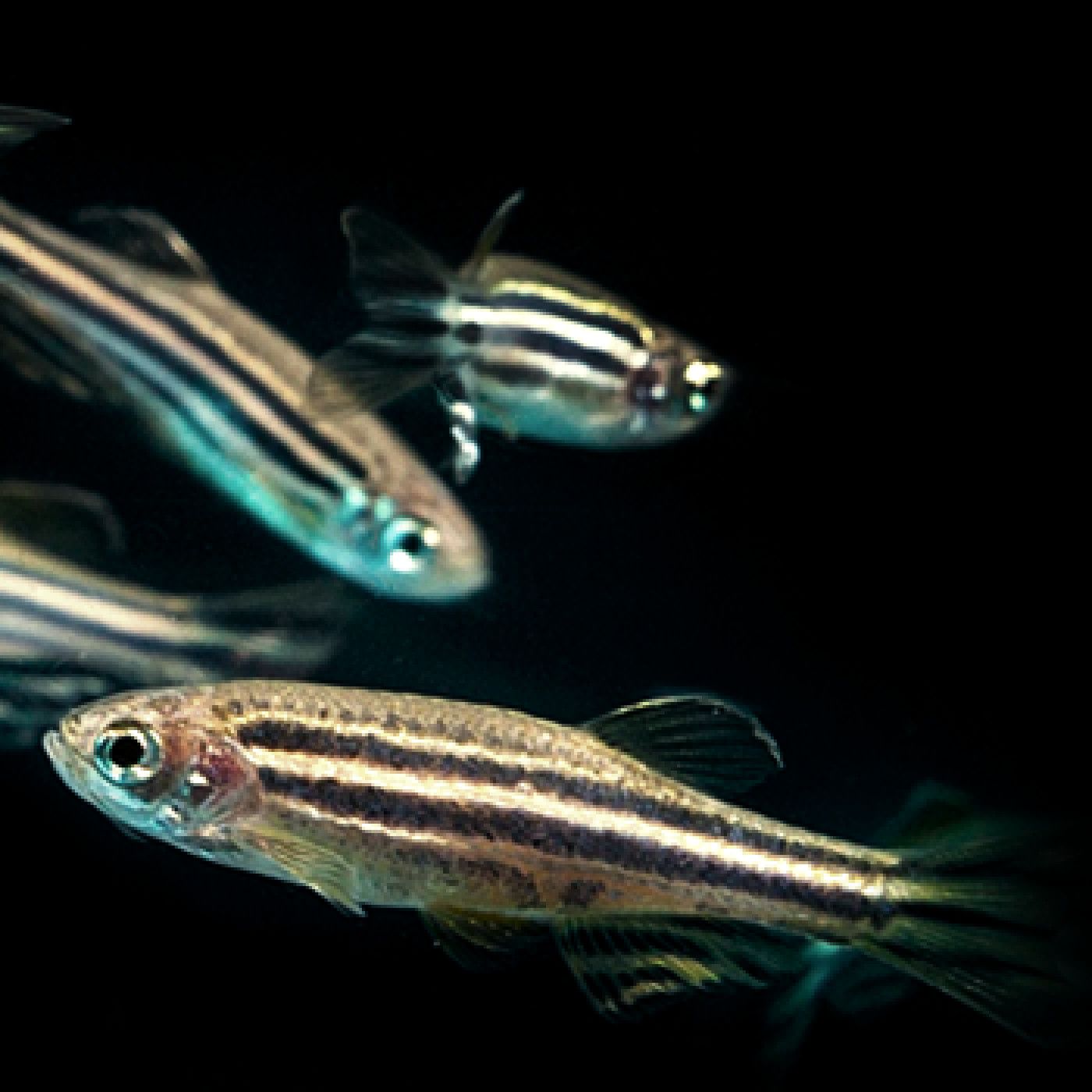 O que hai que escoitar