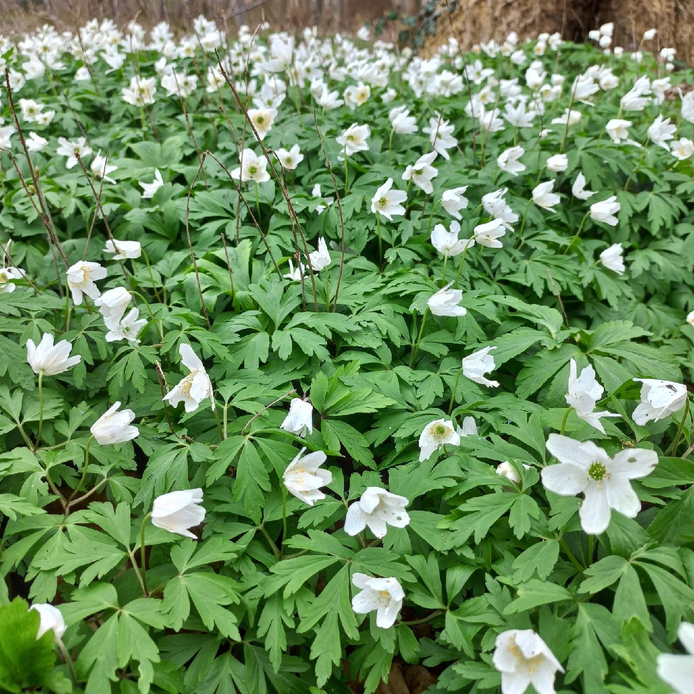 Ontstaansmythe Anemone nemorosa cover art