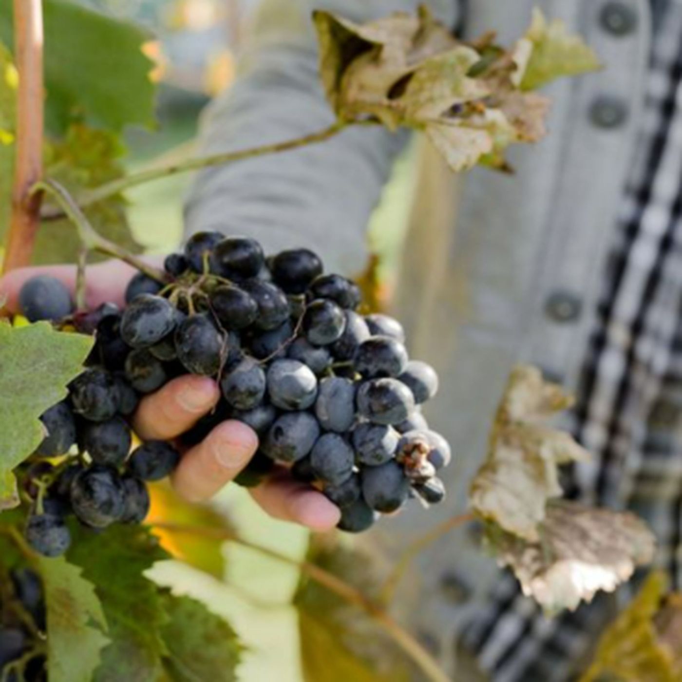 Best Food Pairings for Tempranillo Wine You Must Try Tempranillo wine and food pairing ideas: what does Tempranillo pair with for grilled me episode artwork