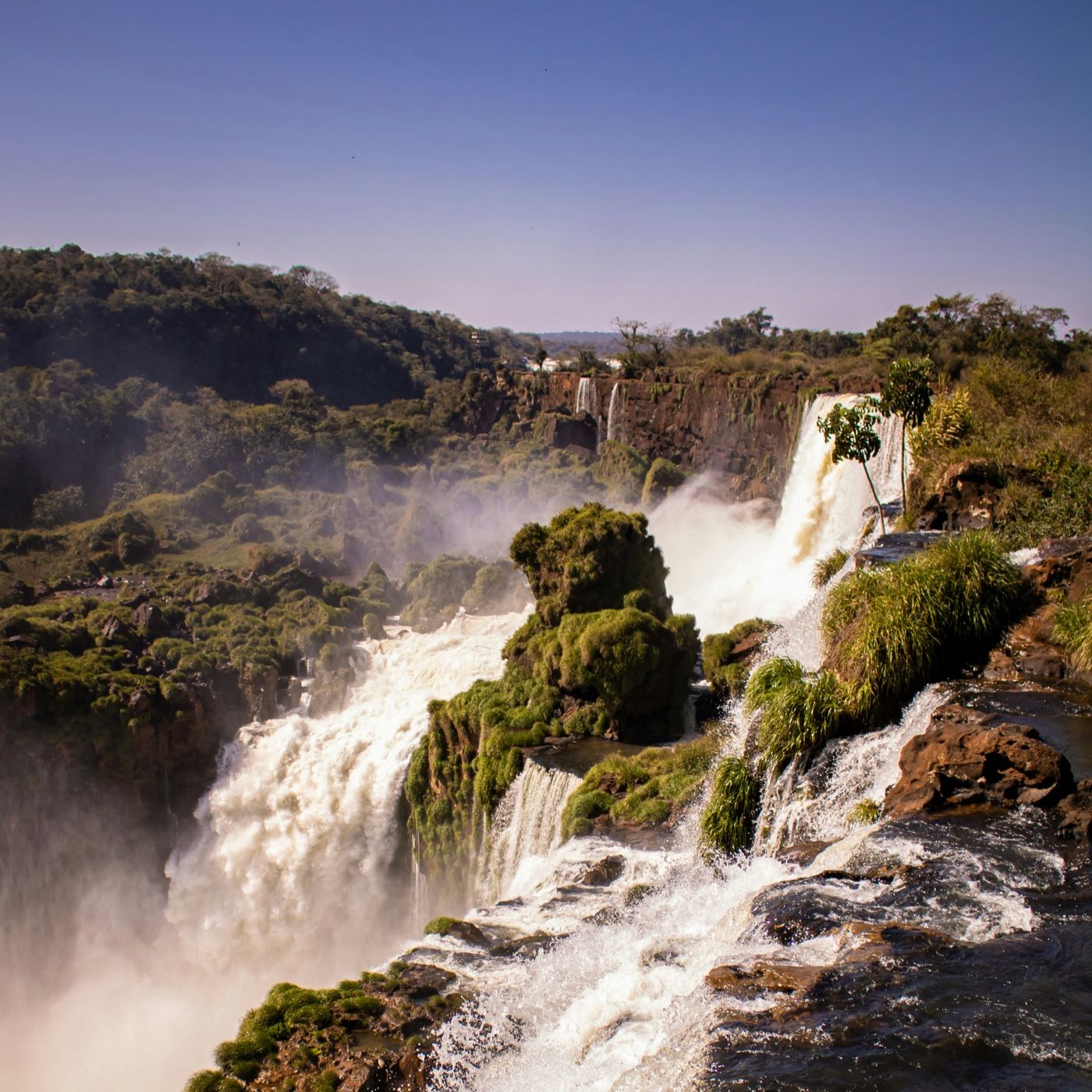 NATURALEZA VIVA