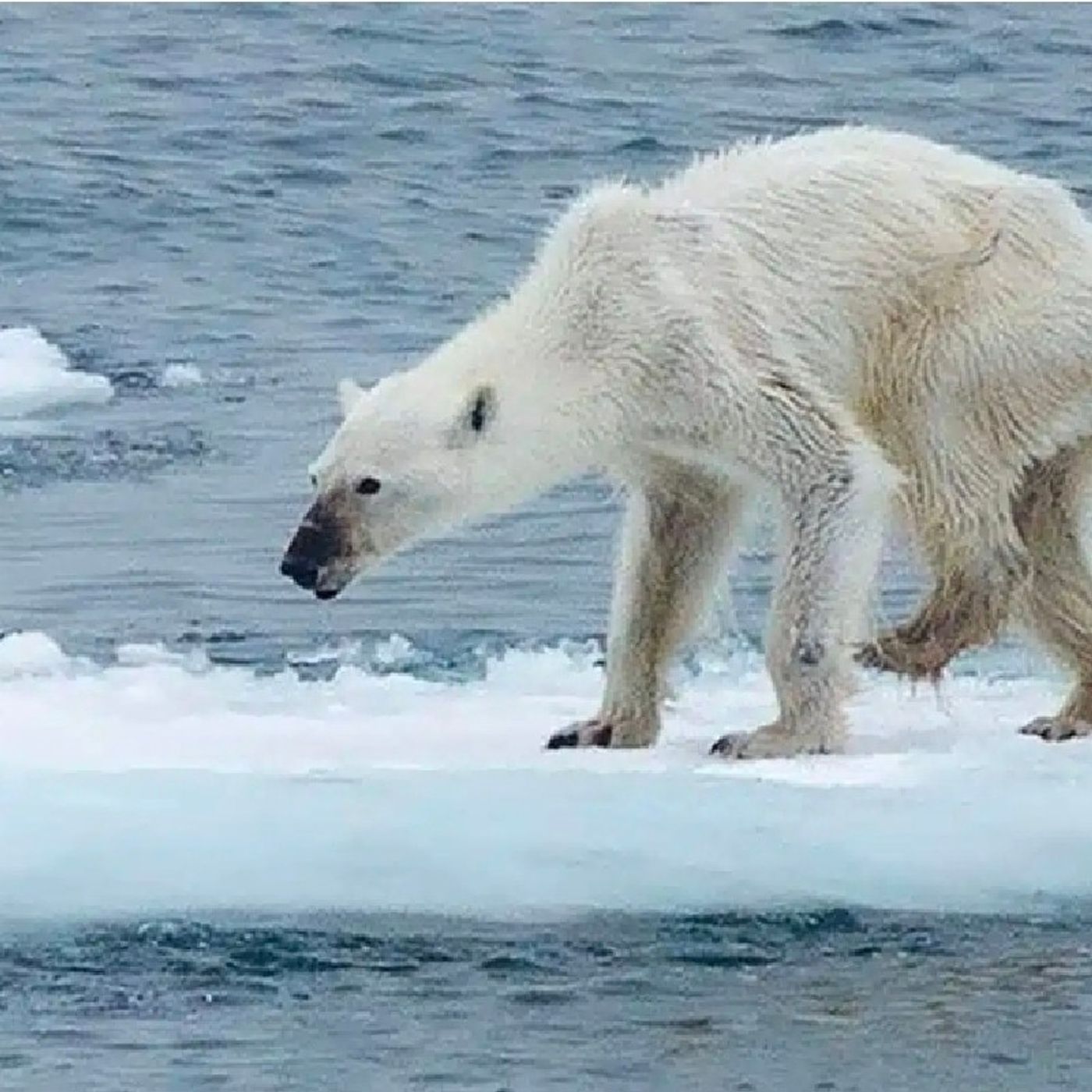 Episode 120 - You're Invited To Our Polar Bear-BQ! episode artwork