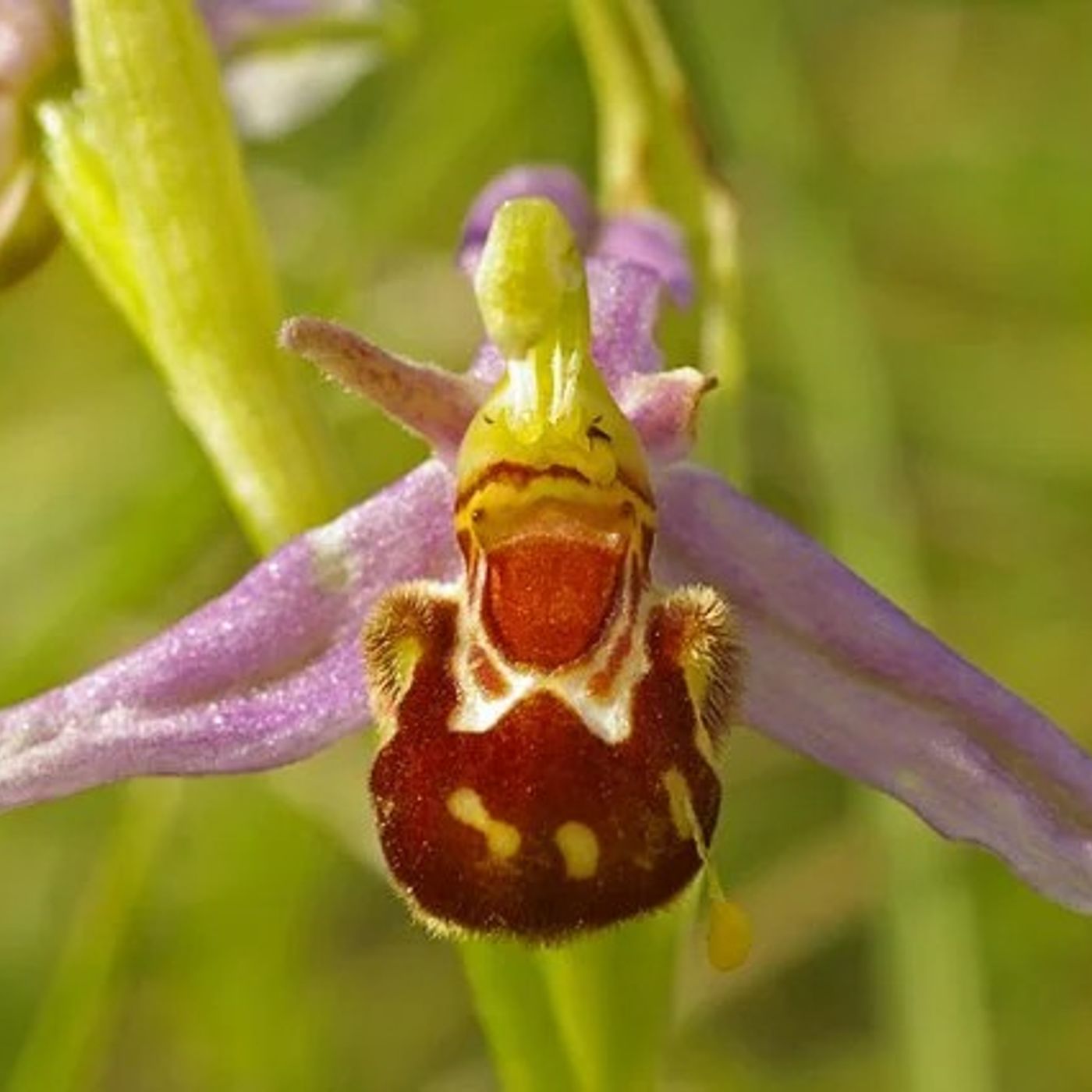 La sentenza delle orchidee in Australia impollinazione più che dimezzata in 50 anni episode artwork