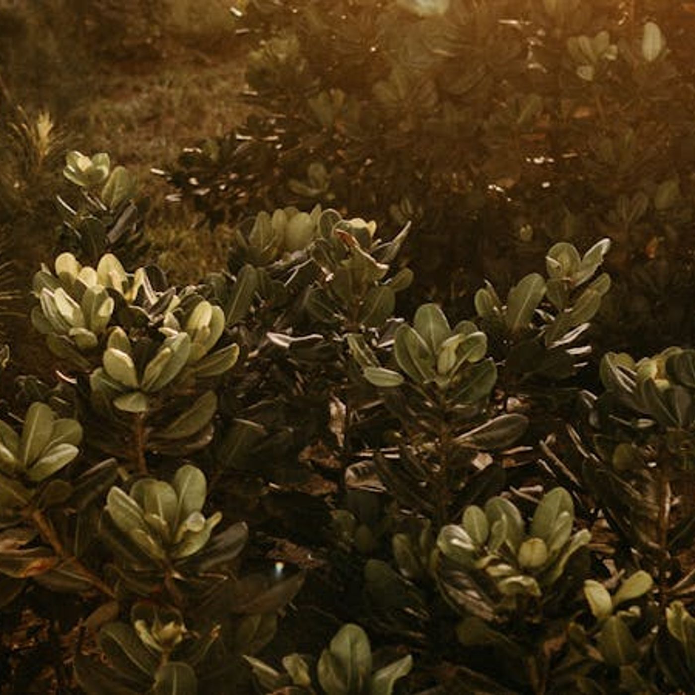 How Will Heaven Change Our Joy?