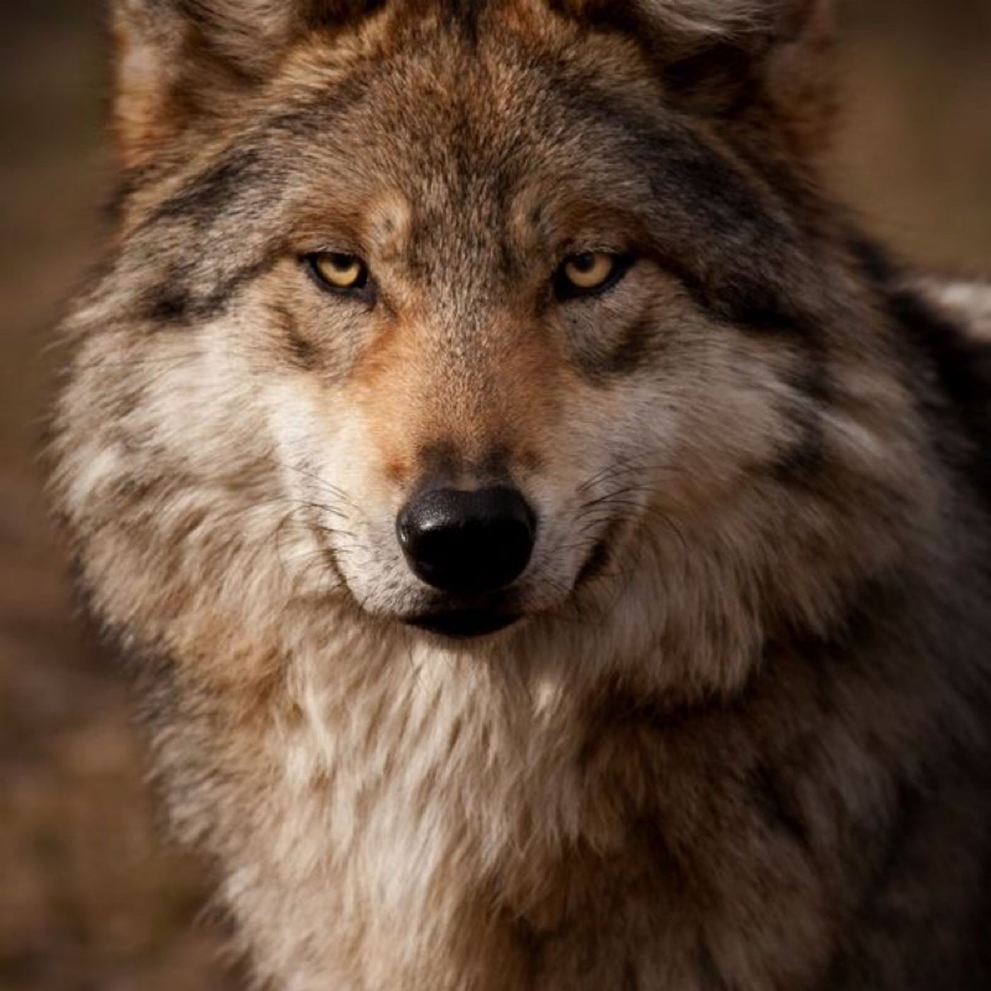 Animali Totem [meditazione e lettura]