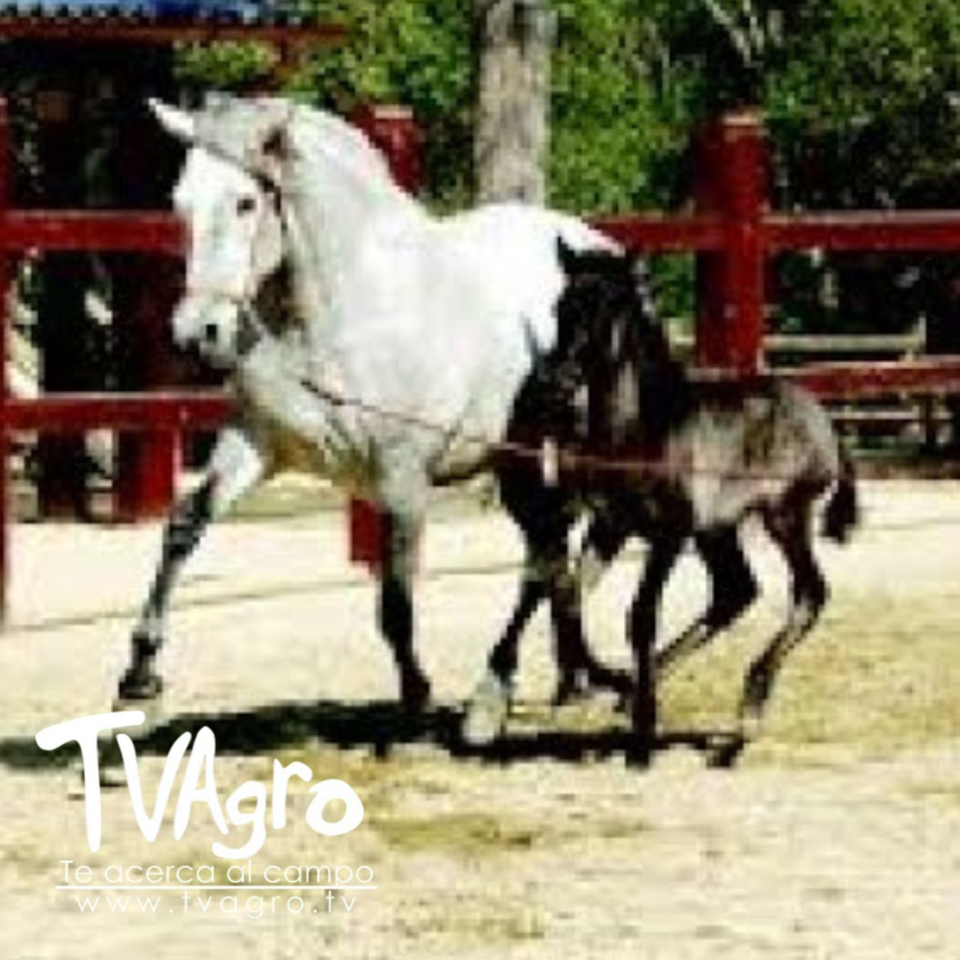 TV AGRO
