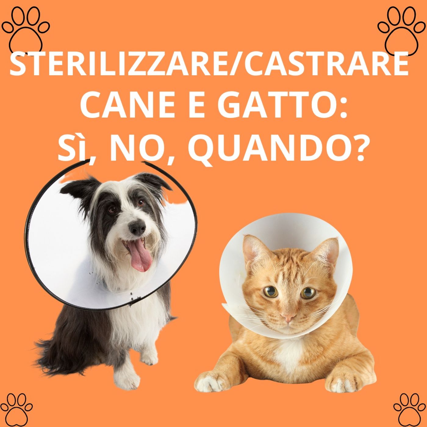 Cane&gatto: le domande più frequenti