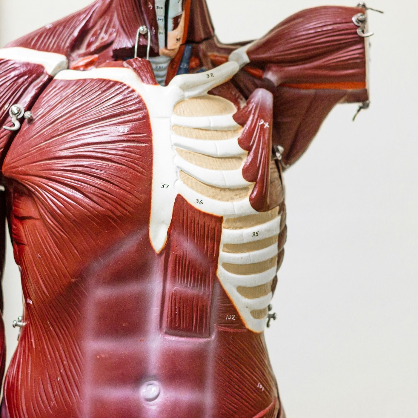El Sistema Muscular