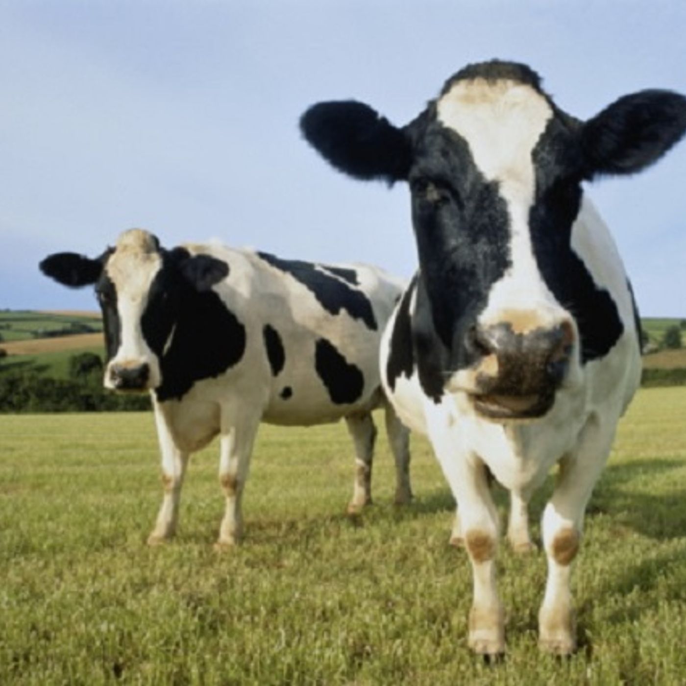(Joke of the Day) COW!  ANOTHER COW! episode artwork