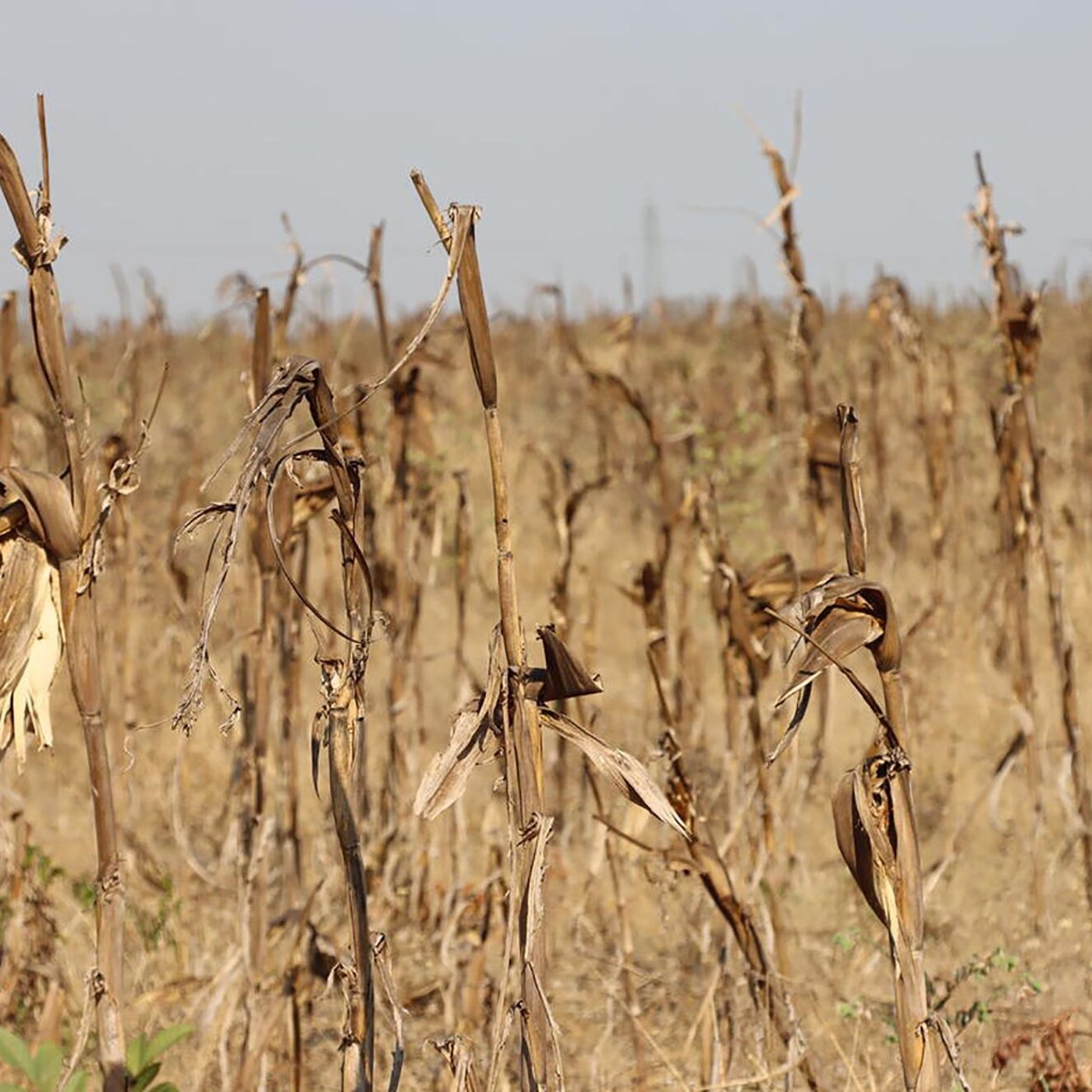 El Niño recorde: FAO e PMA lançam apelo inédito em favor do sul da África