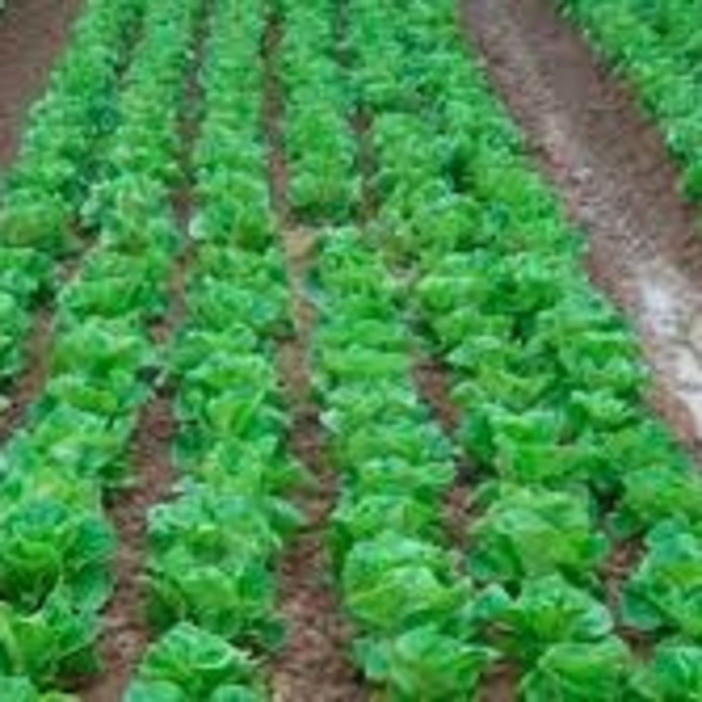 Podcast Fascinación por las plantas