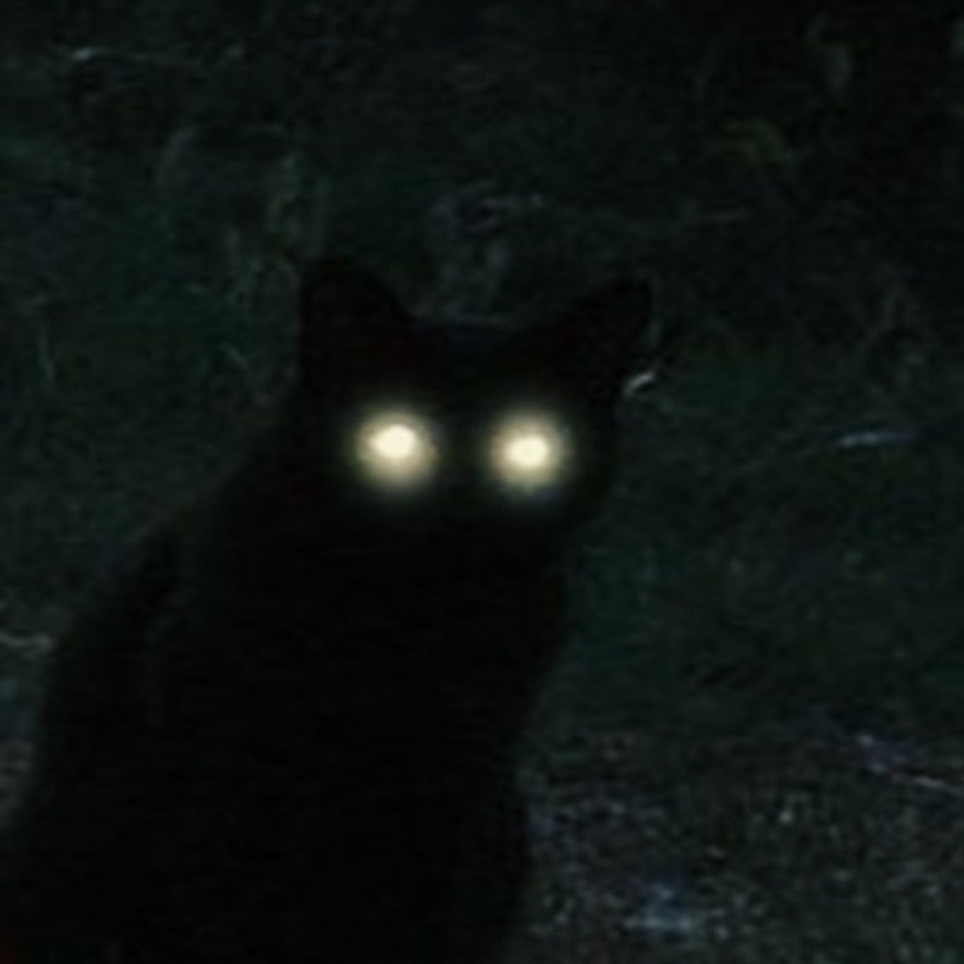 Mi Gato Historias De Terror - REDE