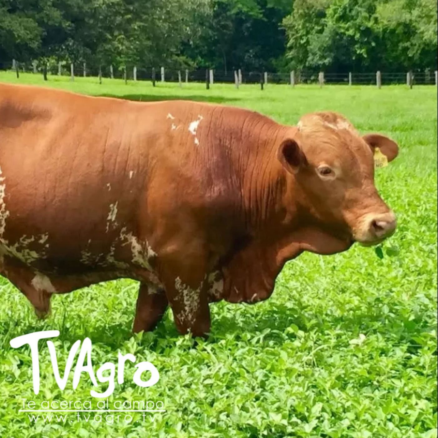 TV AGRO