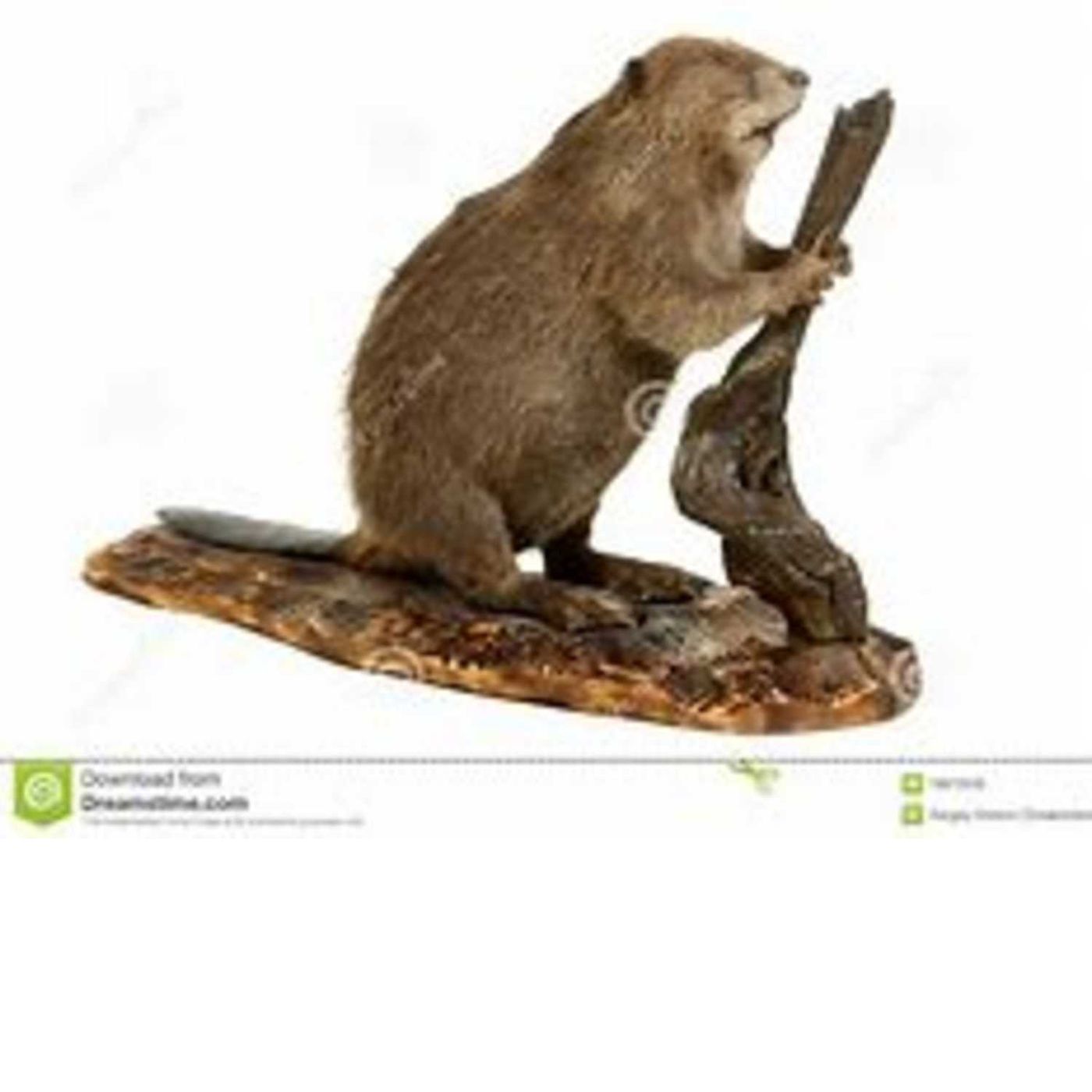 I lost my weasel, Can you help me find a beaver?