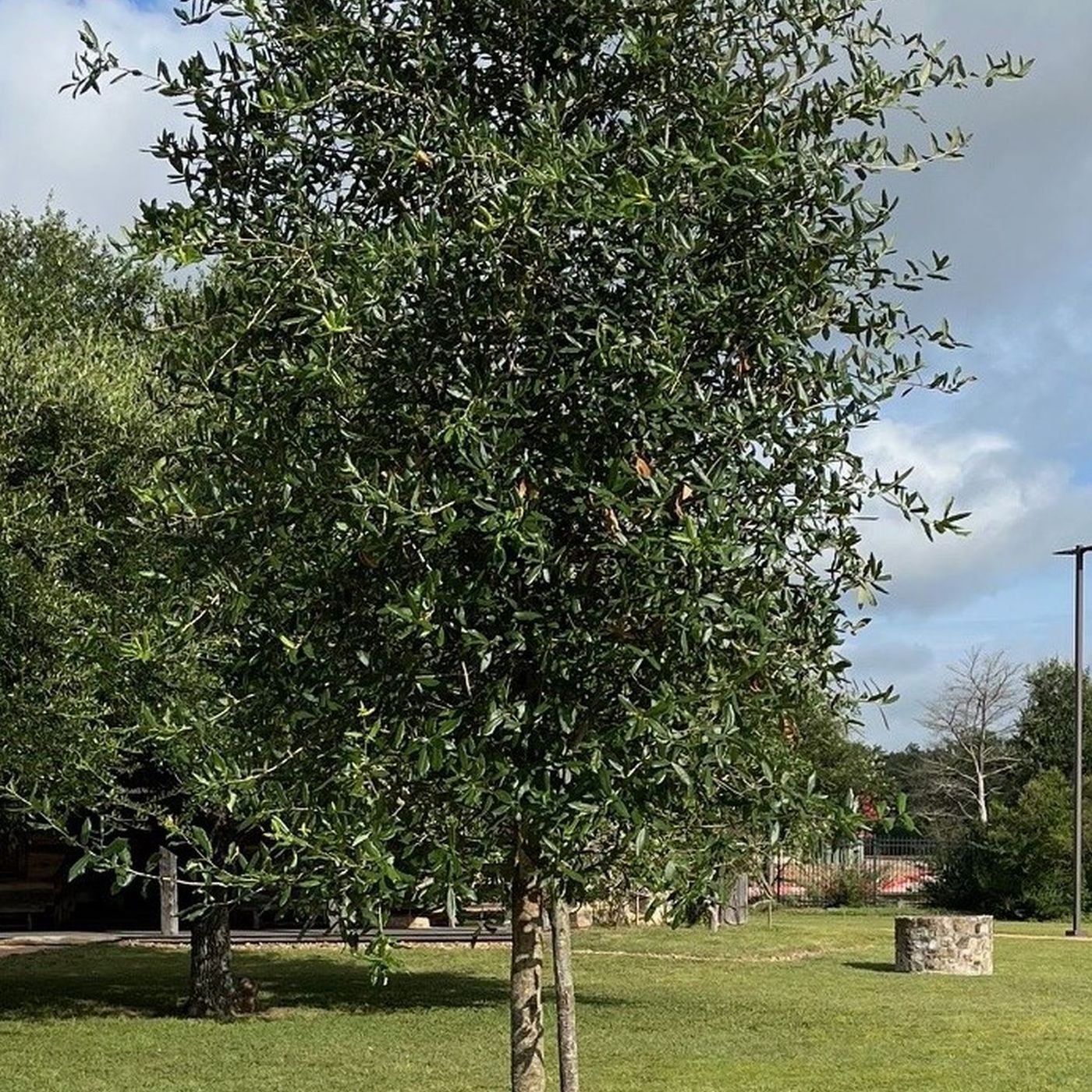 Dedication of Brazos County's Liberty Tree episode artwork