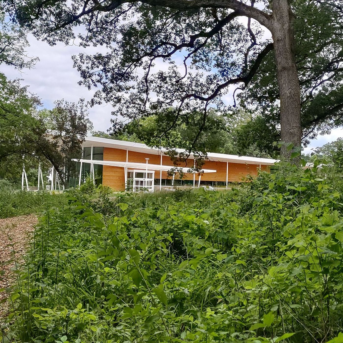 Illinois Extension offers free cyanotype workshop at Nell’s Woodland episode artwork