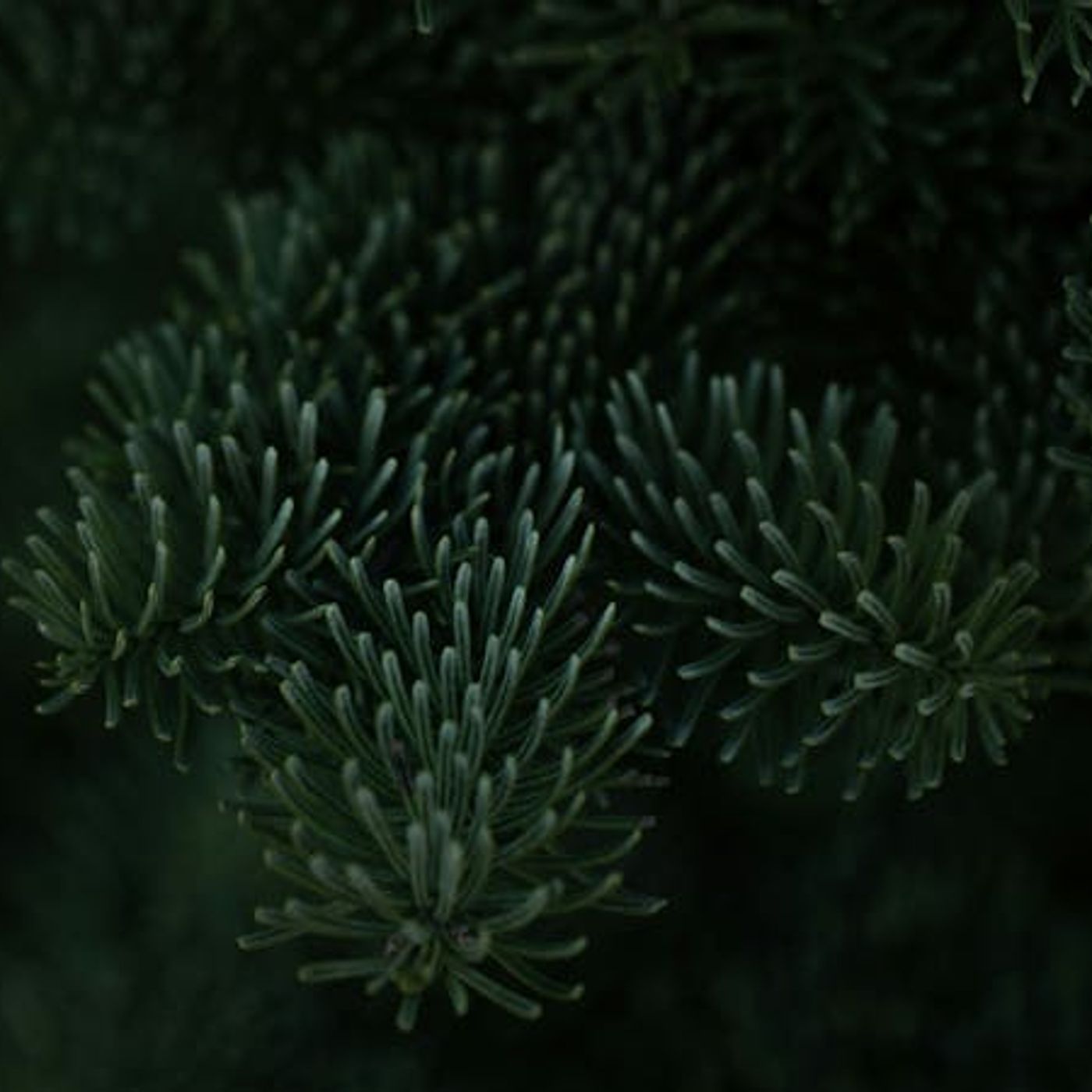 The Gift Trap The Gift Trap