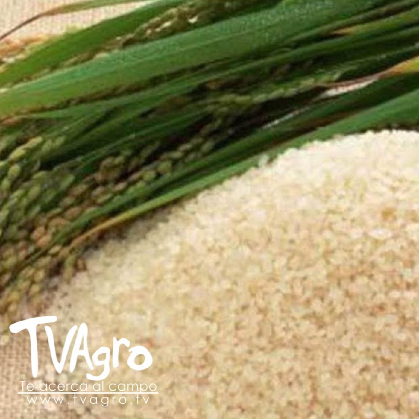 TV AGRO