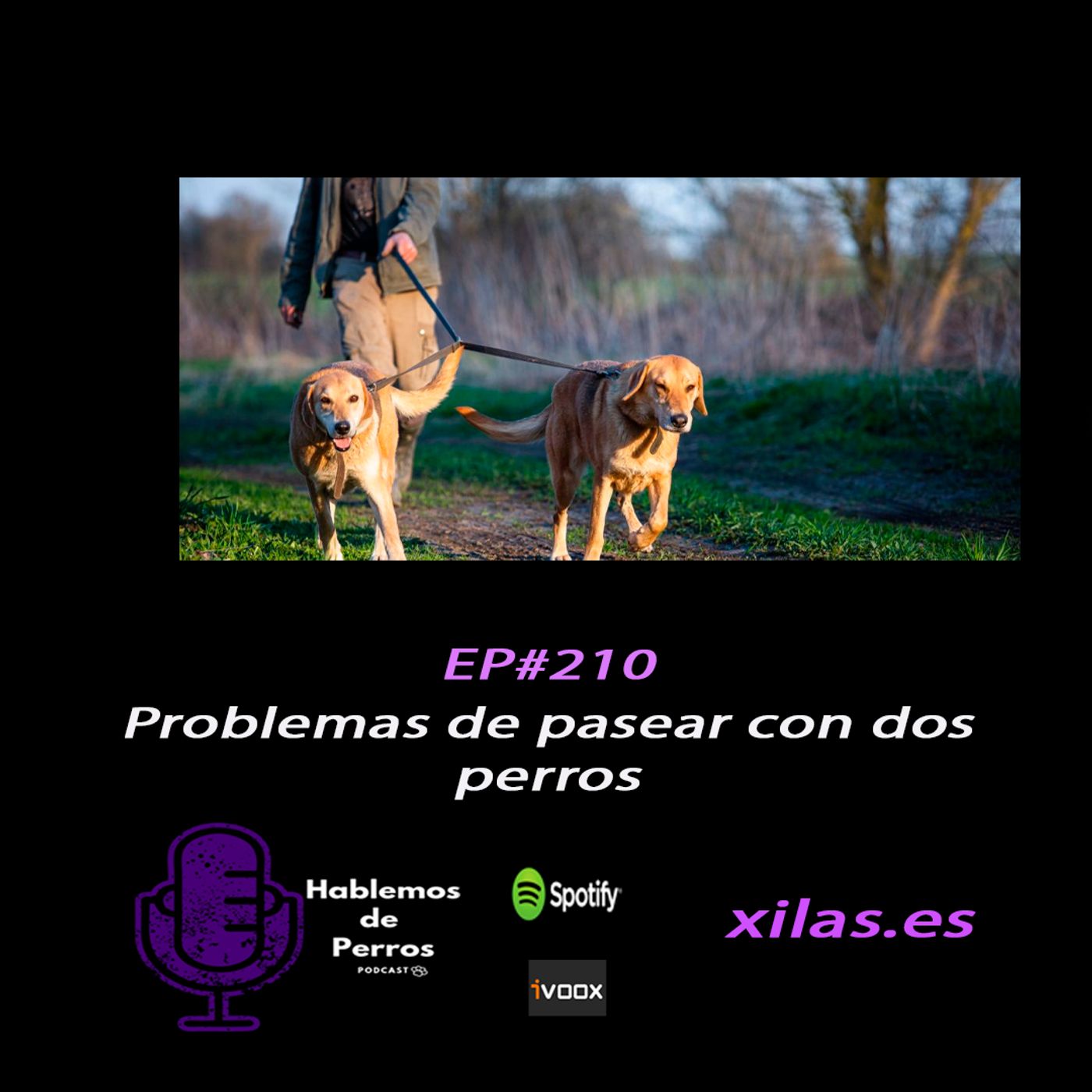 Hablemos de perros