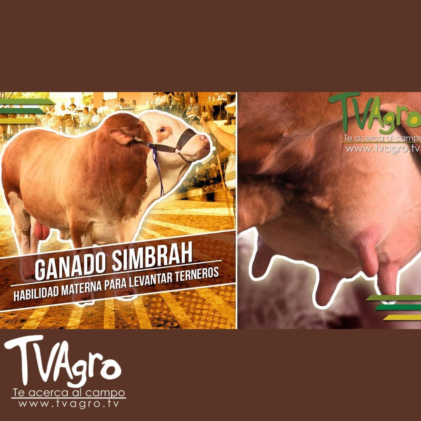 TV AGRO