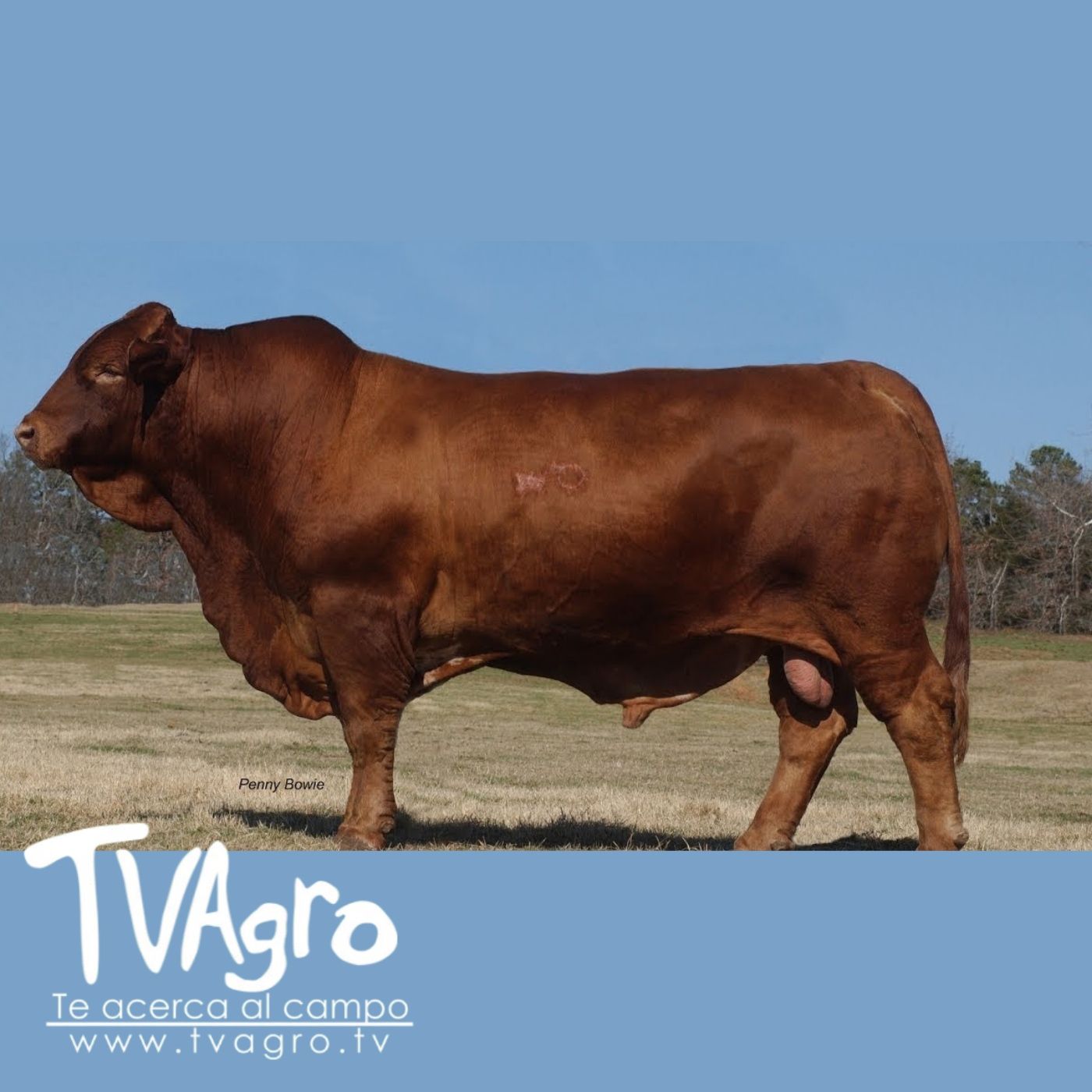 TV AGRO