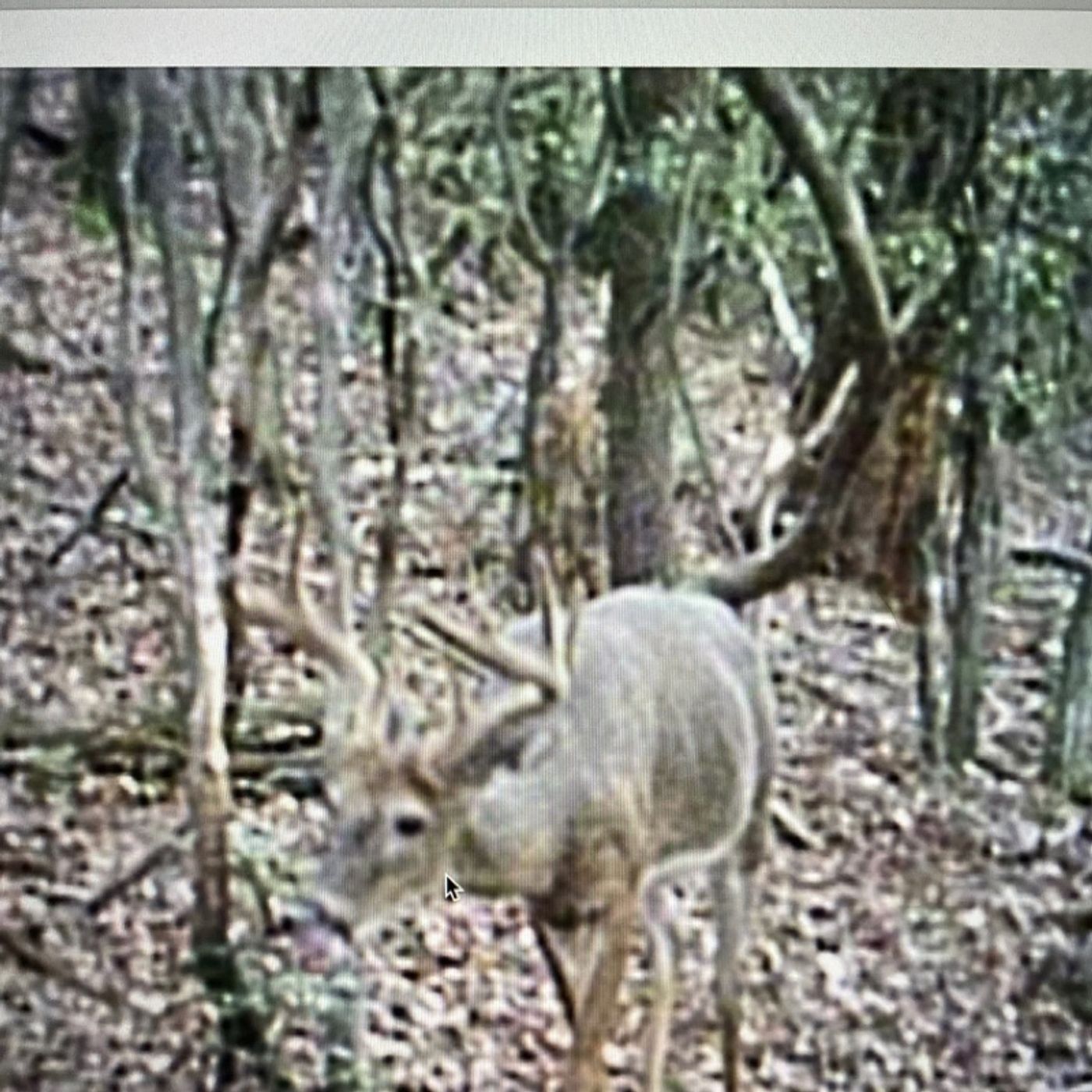 Episode 18: Public Land Hunting, Mock Scrapes, and Season So Far