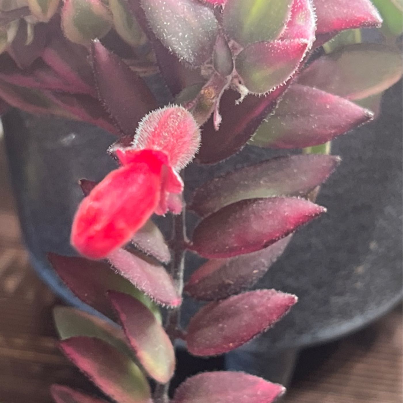 Episode 311 - Time to plan summer haircuts! Episode 311 - Time to plan summer haircuts!