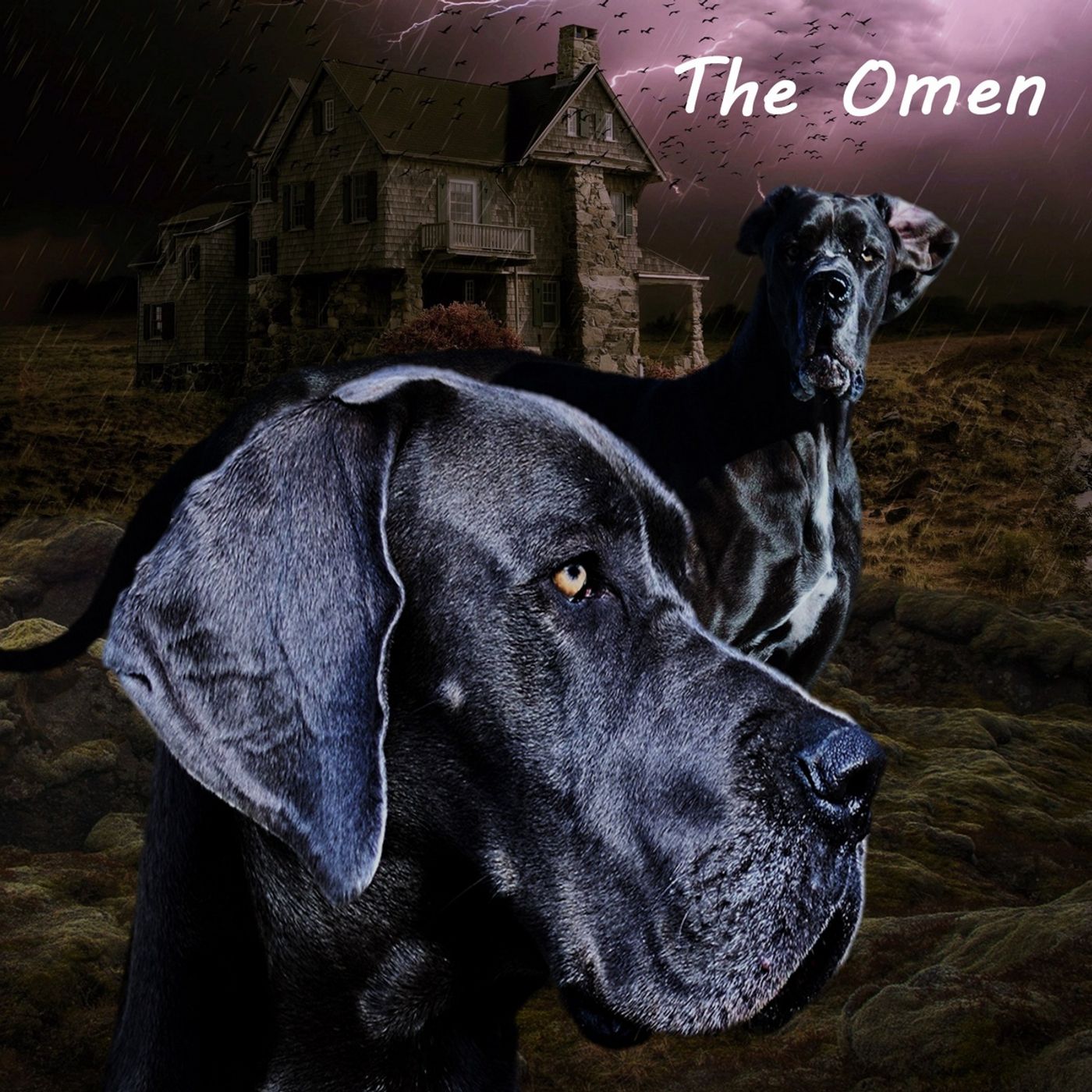 Second Opinion - Films and Society