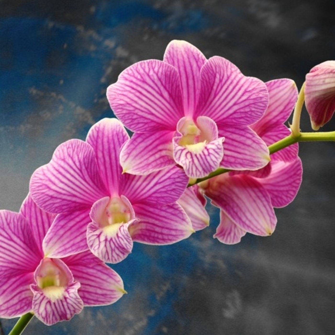 This “Novel” Is Actually a Secret Initiation Into Spiritual Power - The Orchid by Rocio and Angel
