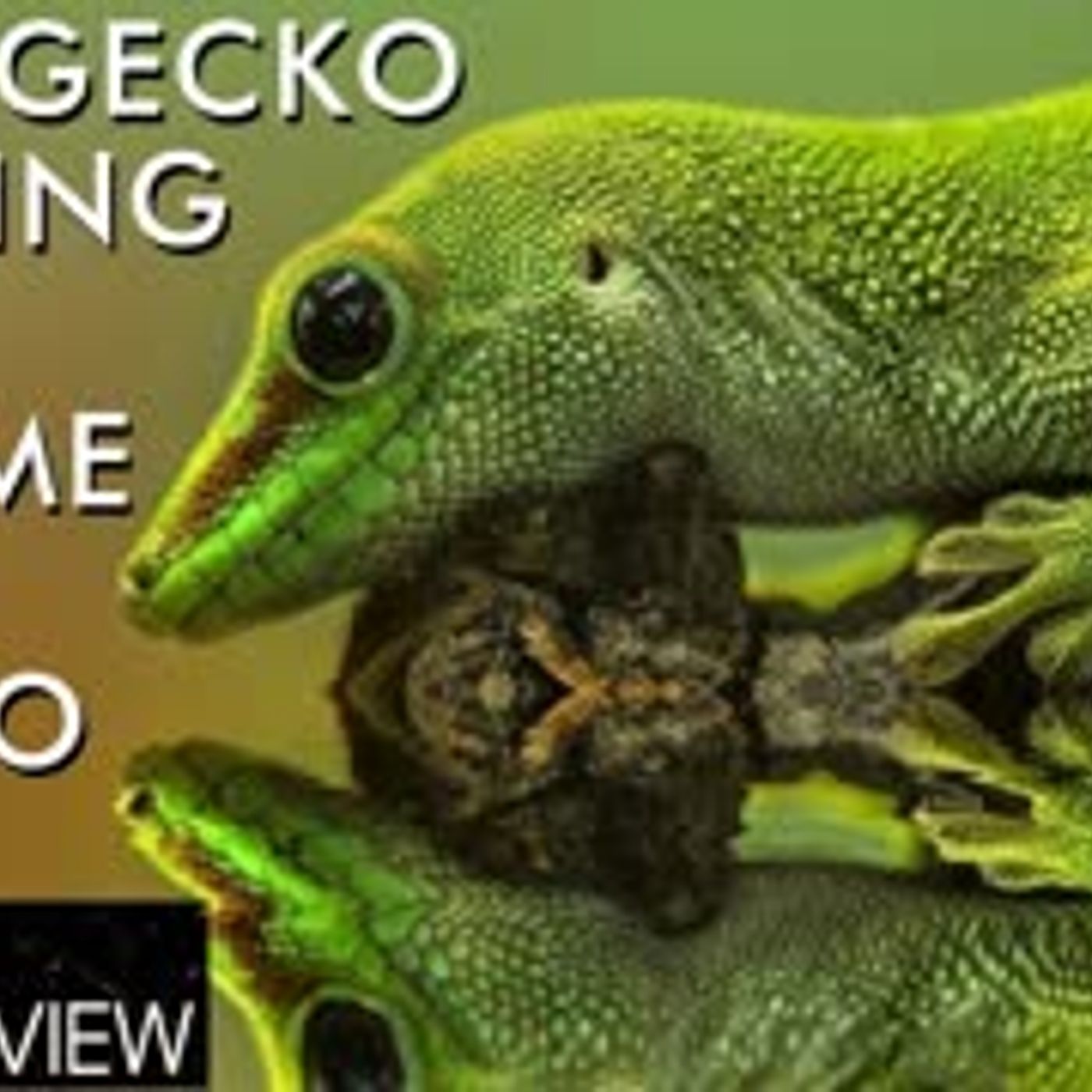cover of episode Fighting Crypto Fake Volume & The Future of the IEO Boom - Coingecko