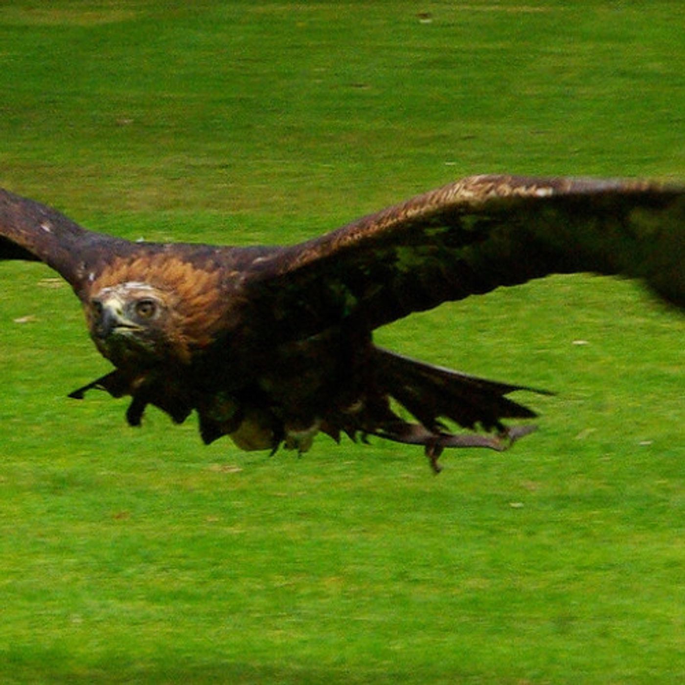 Wind Farm Applies for First Golden Eagle ‘Take Permit’ episode artwork