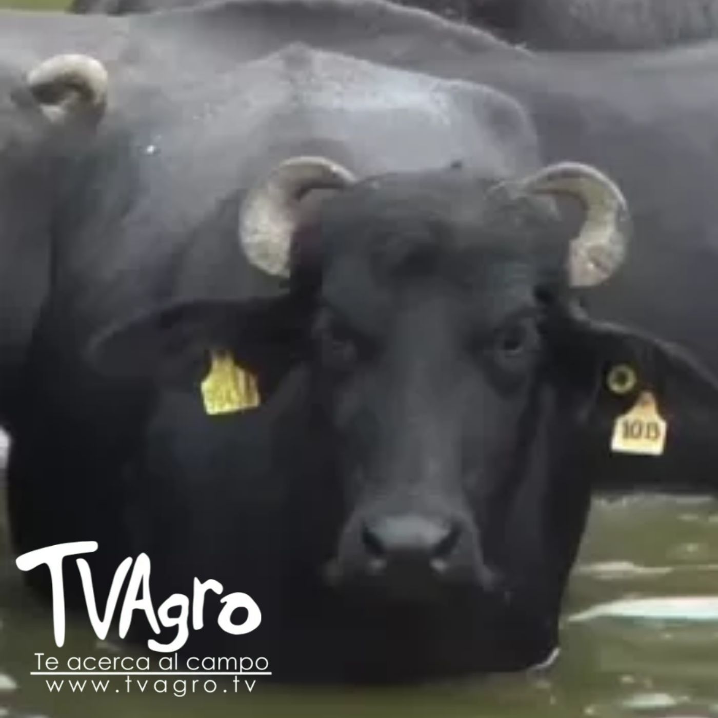 TV AGRO