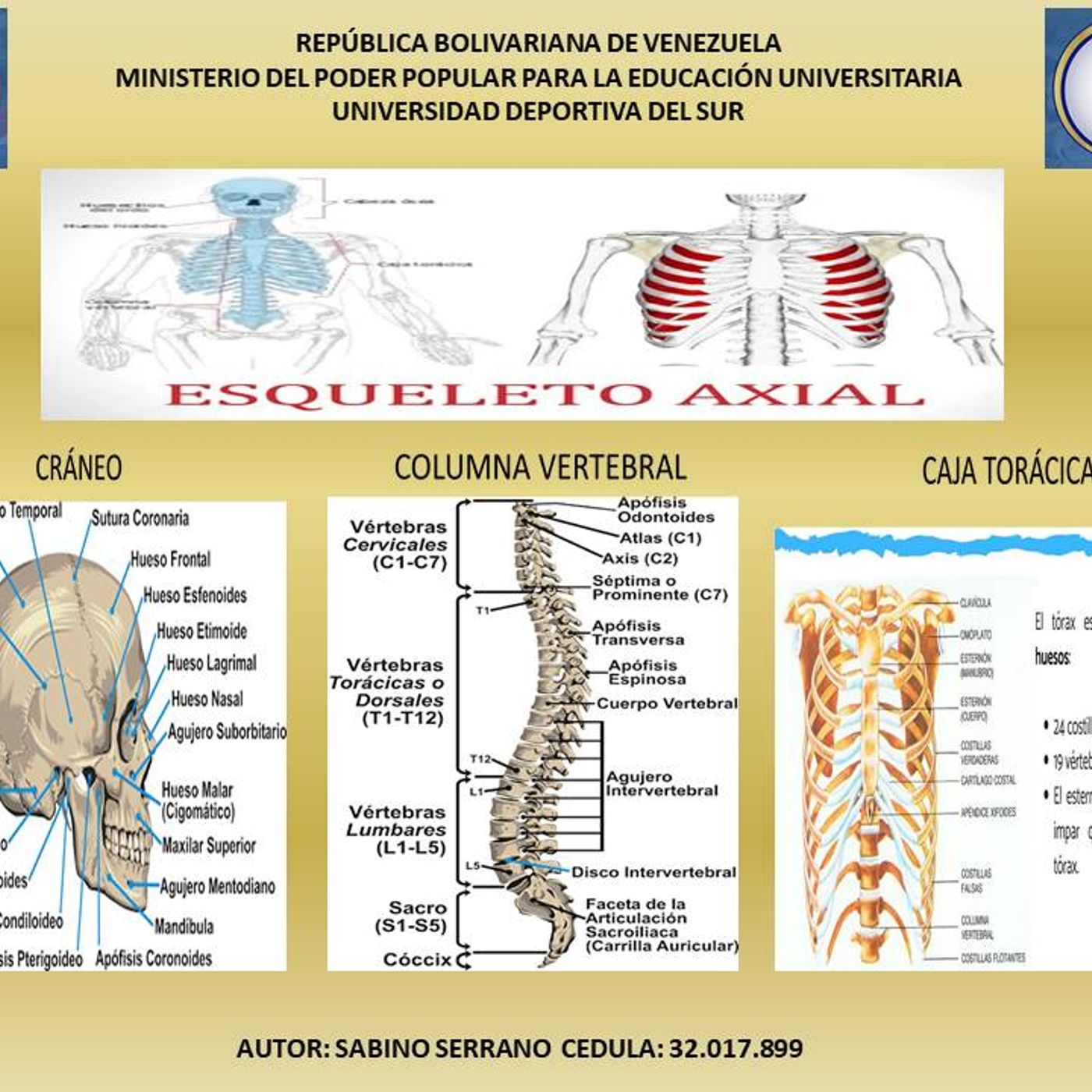 Podcart Esqueleto Axial