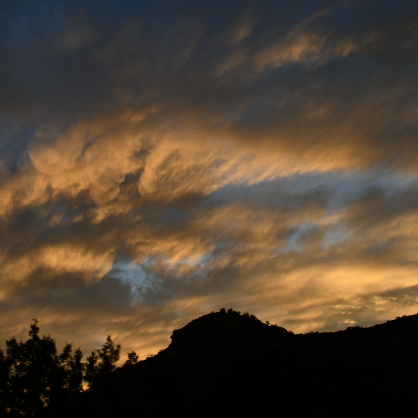 Black Forager : On Connecting with the Living World