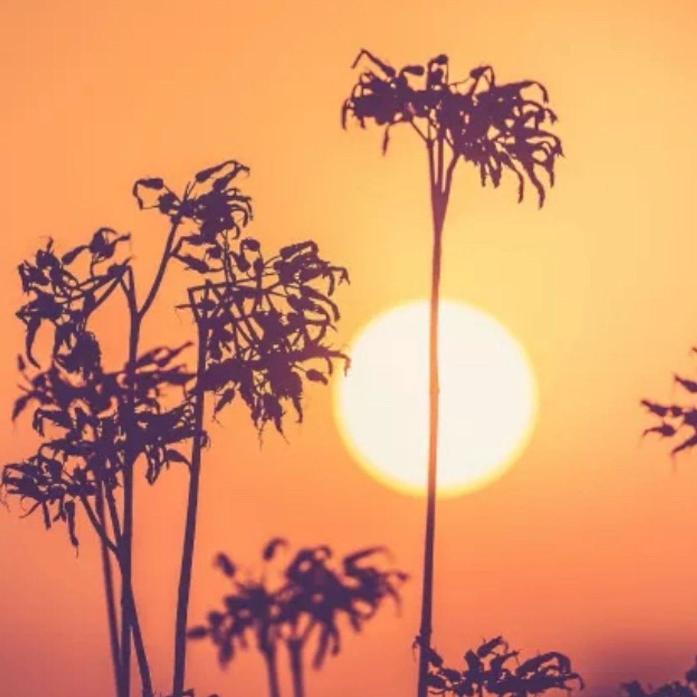 Episode 1481 - Jo’s Place Episode 1481 - Jo’s Place