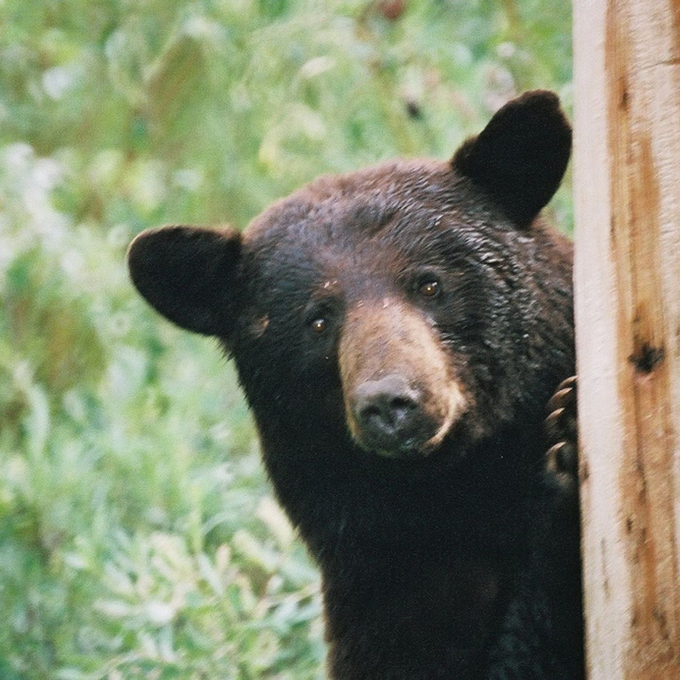 The Think Liberty Podcast - Episode 56 - New Year, New Ideas - Bears, MMT, Natural Rights, and more. episode artwork